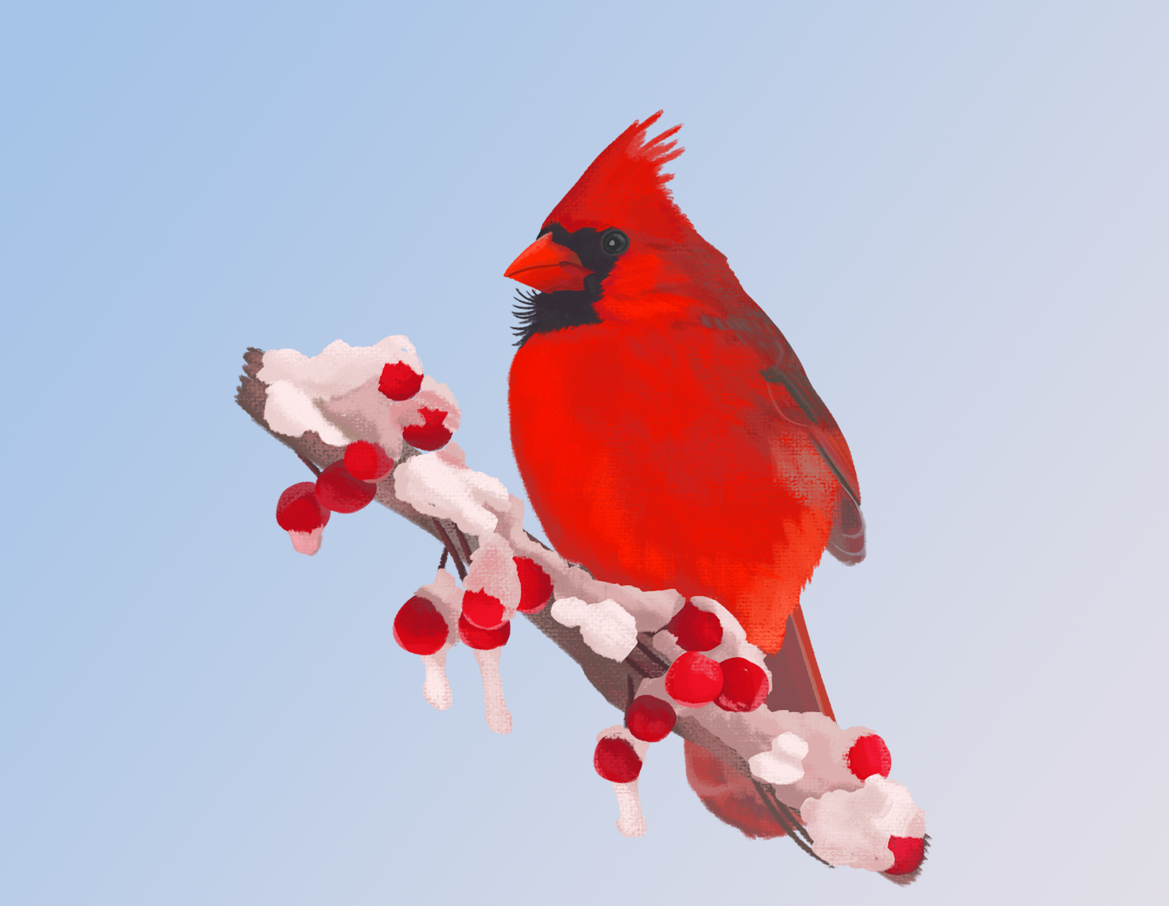 Cardinal1.png