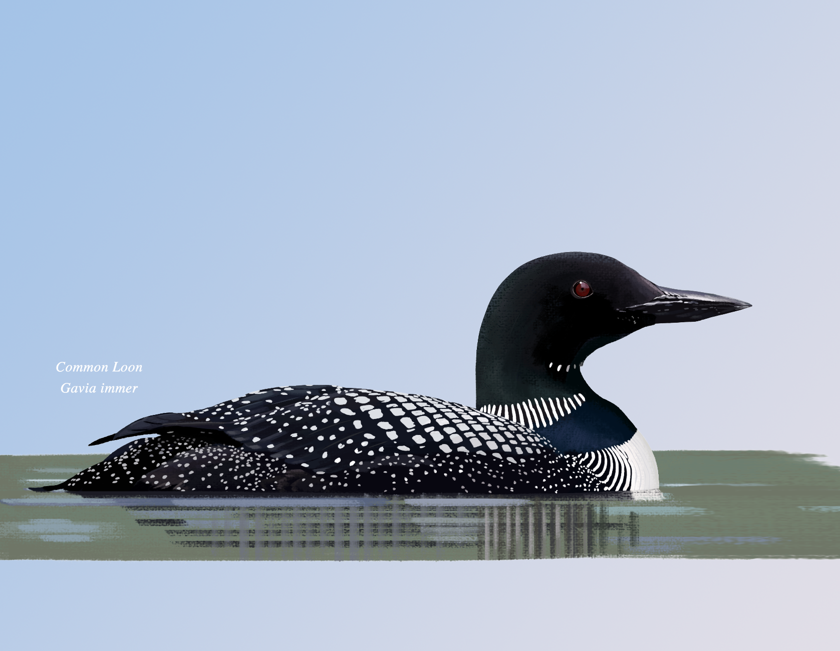 8.Loon.png