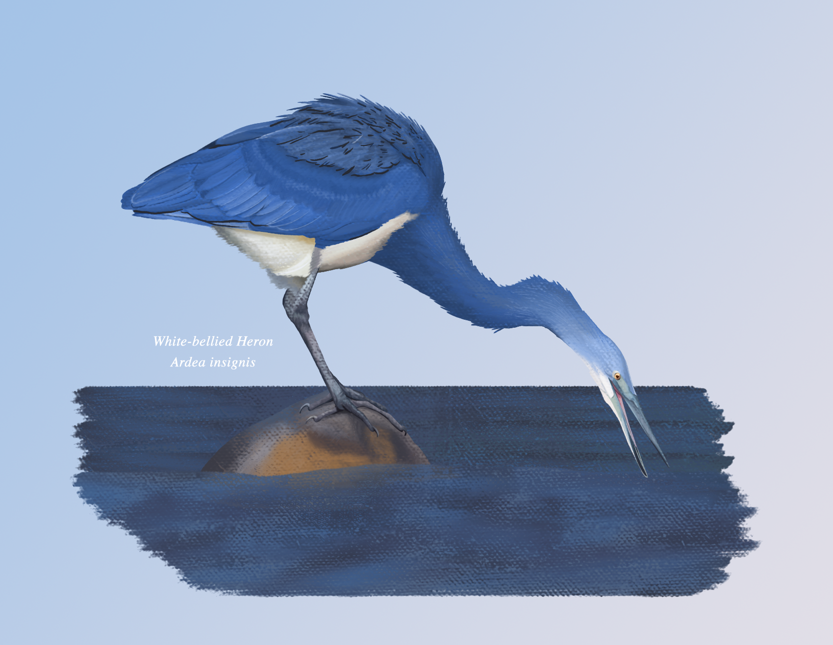 6.White Belly Heron.png