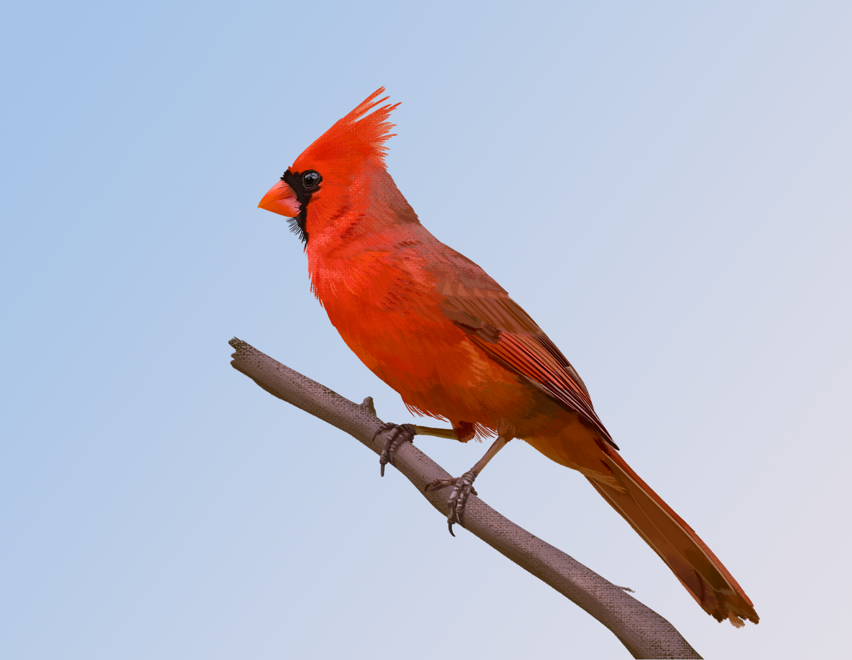 Cardinal2.png