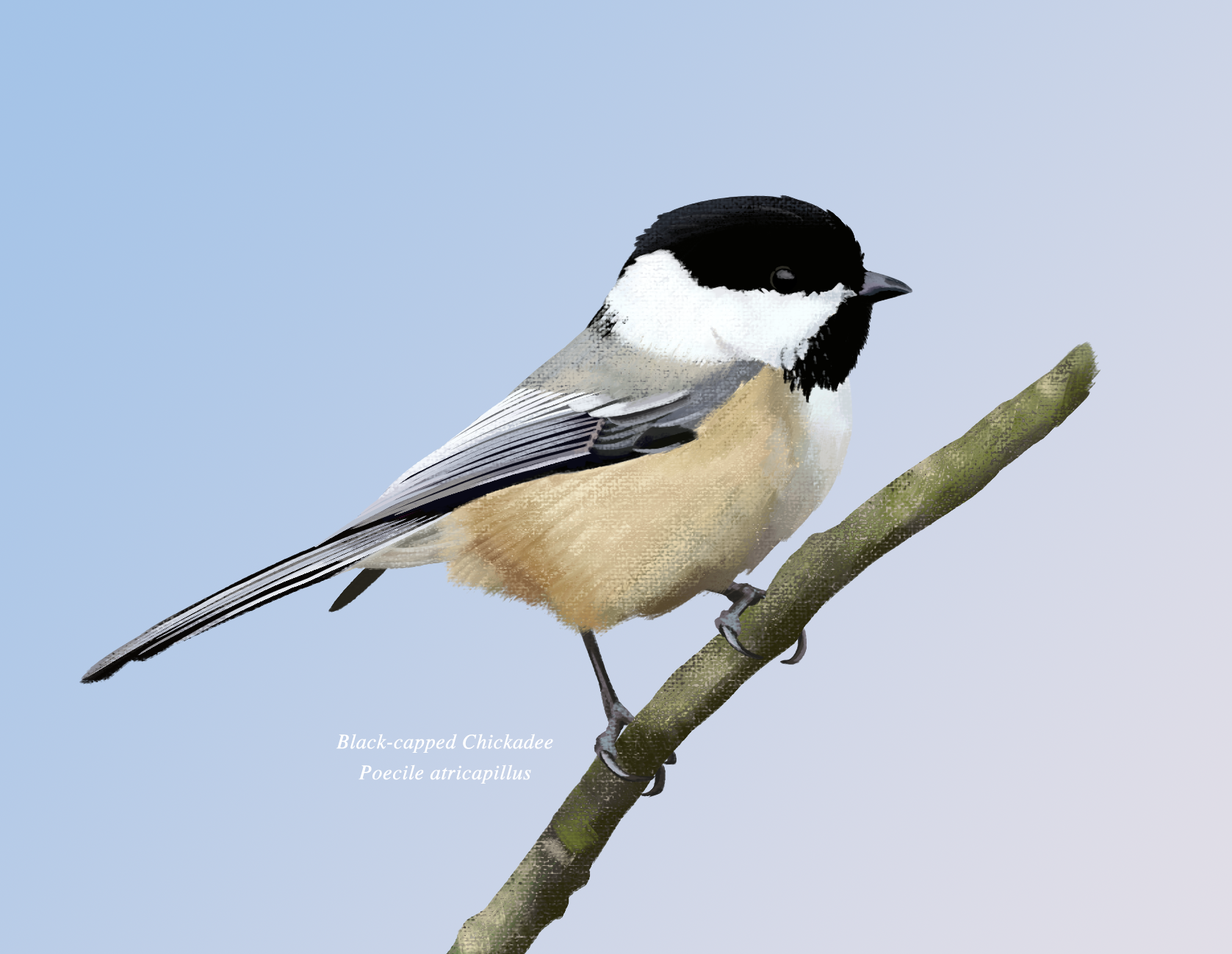 2.Chickadee.png