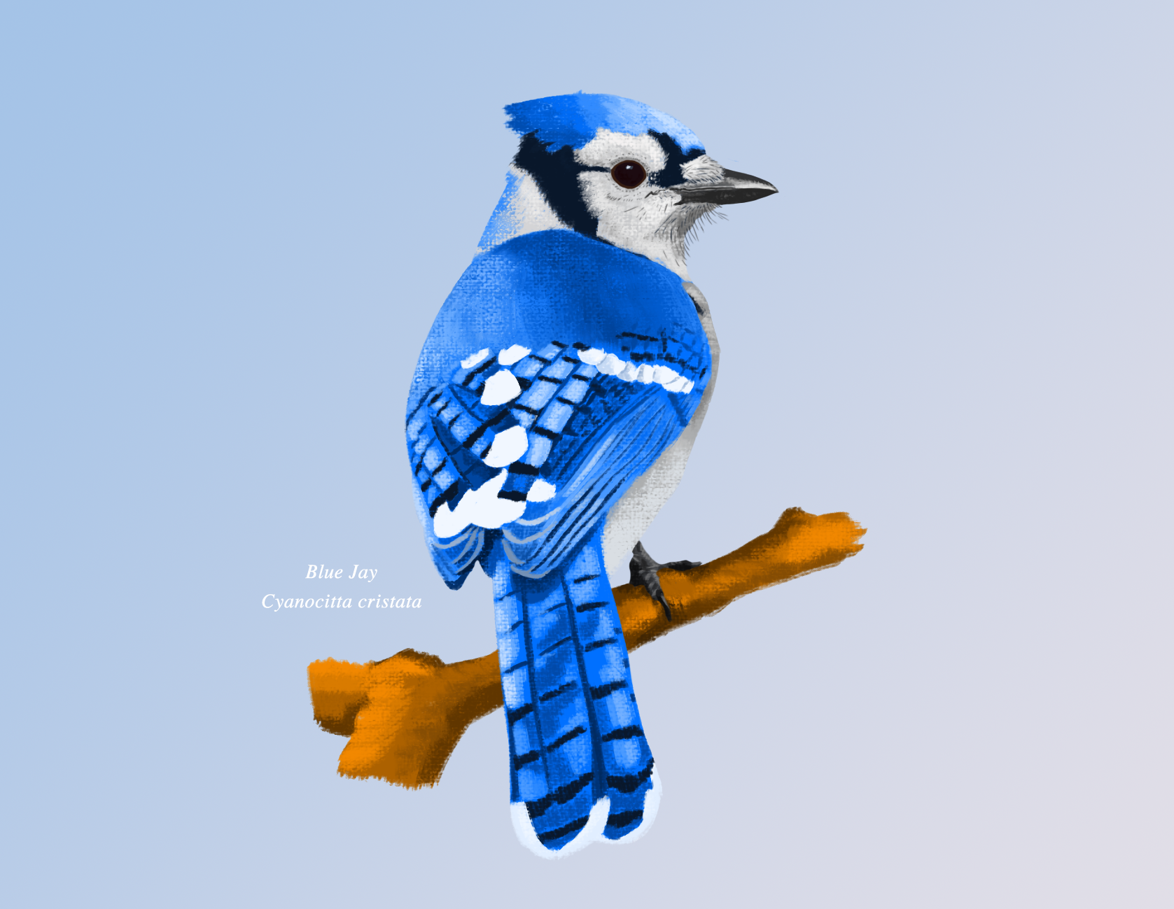 9.Blue Jay.png