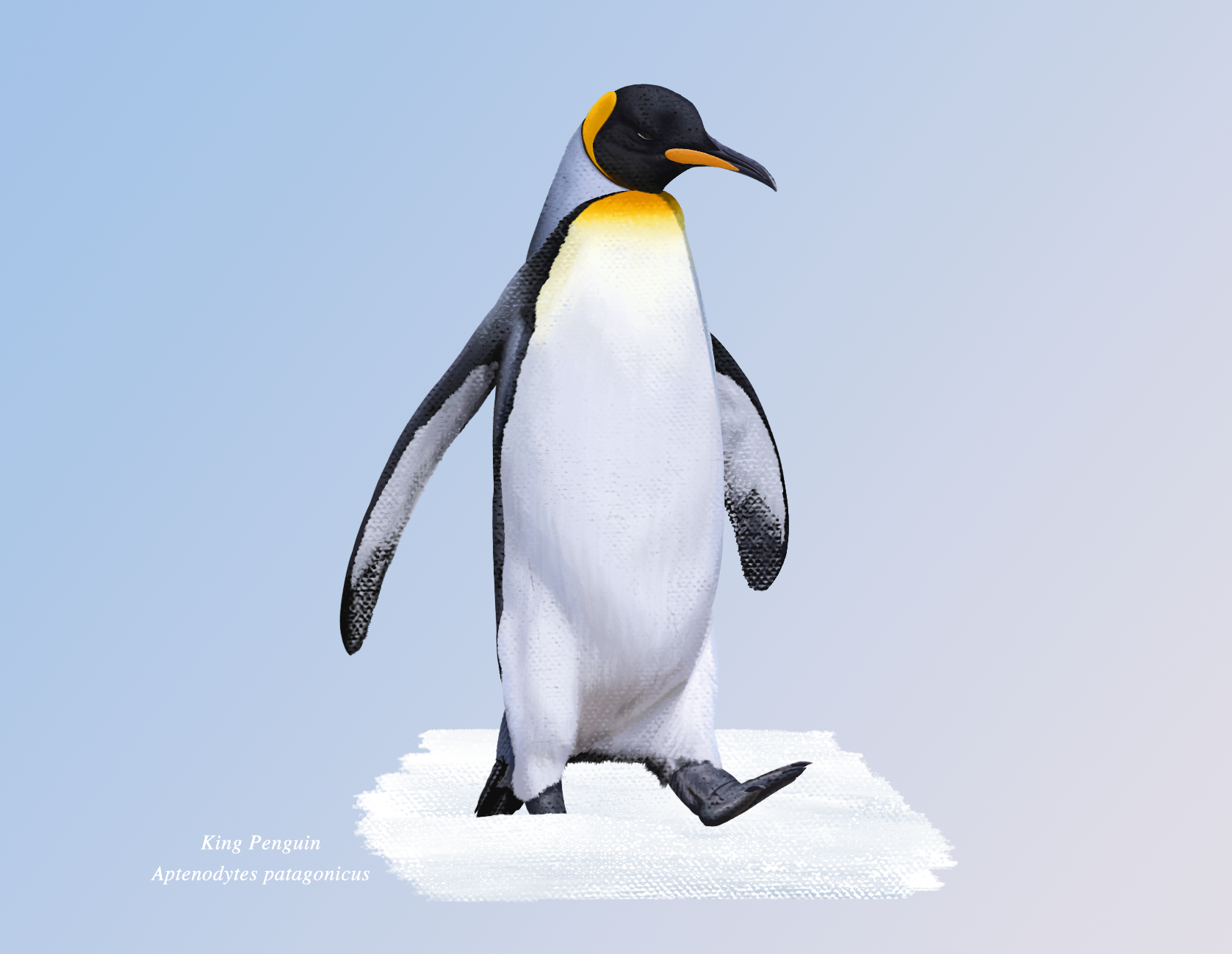 7.King Penguin.png