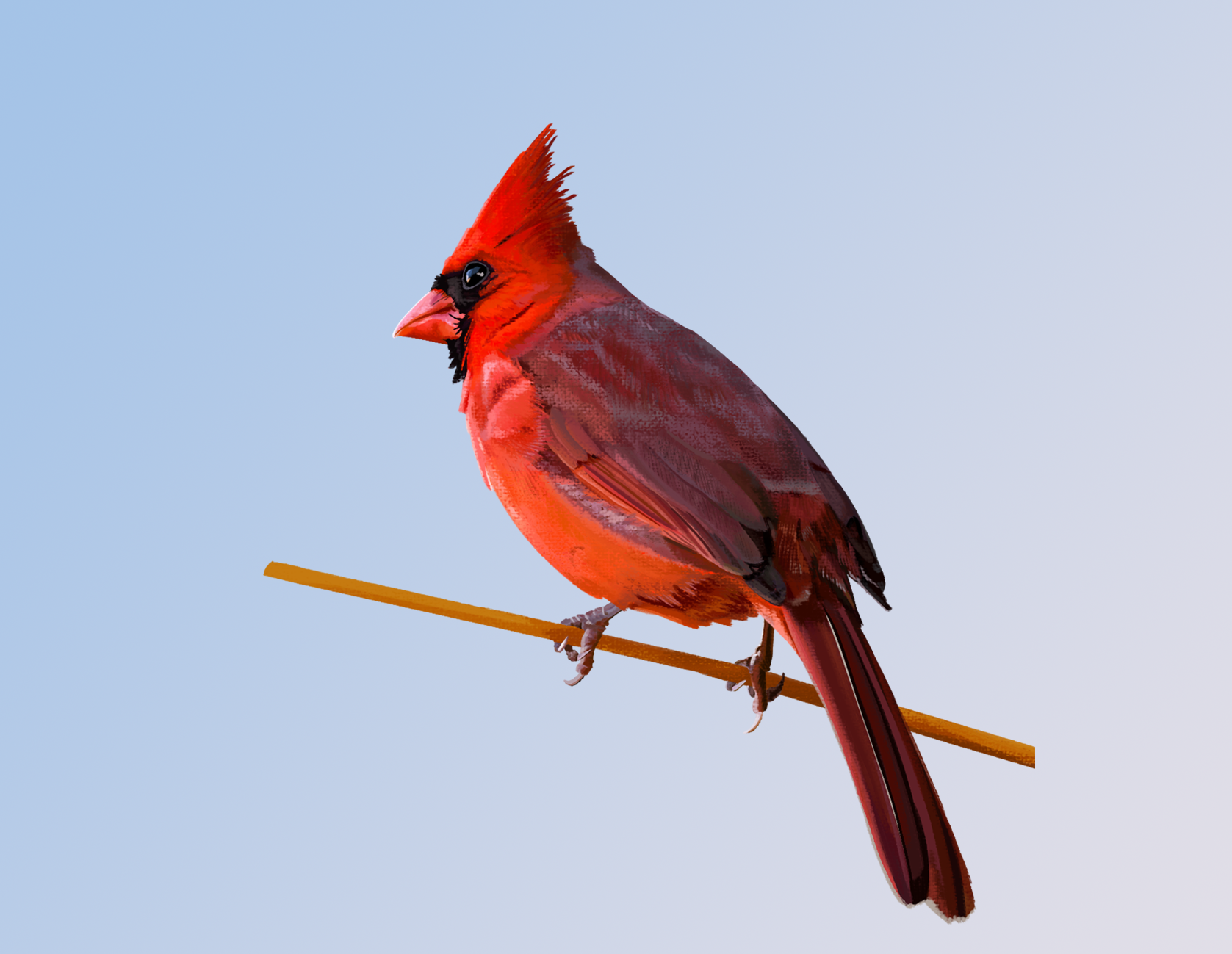 Cardinal3.png