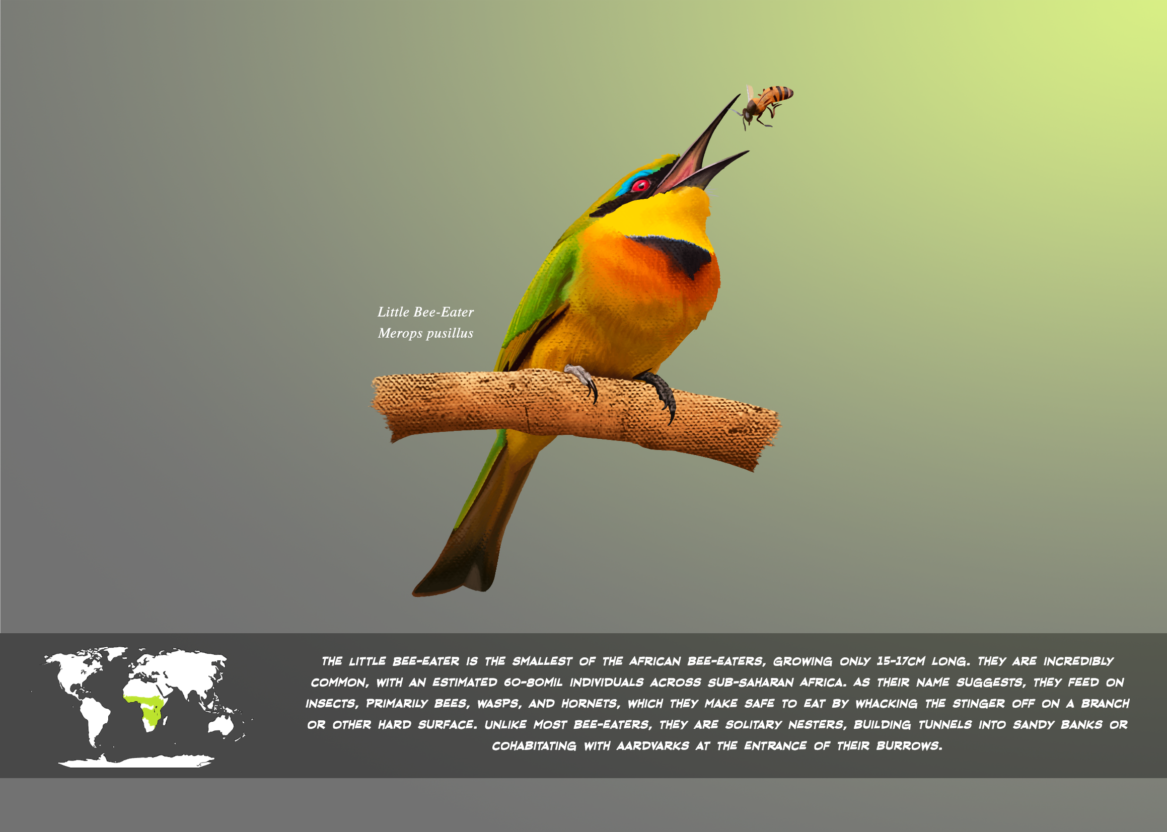 12.Little Bee Eater.png