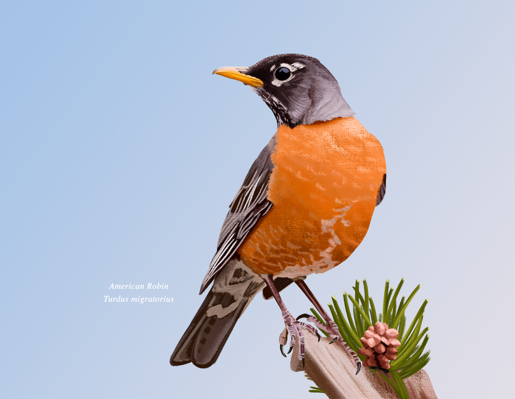 10.Robin.png