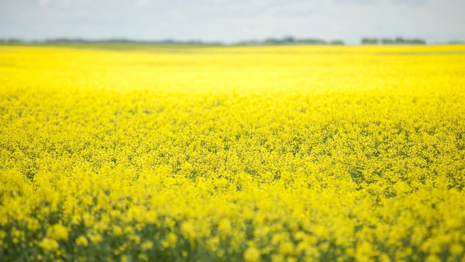 canola-field.jpg