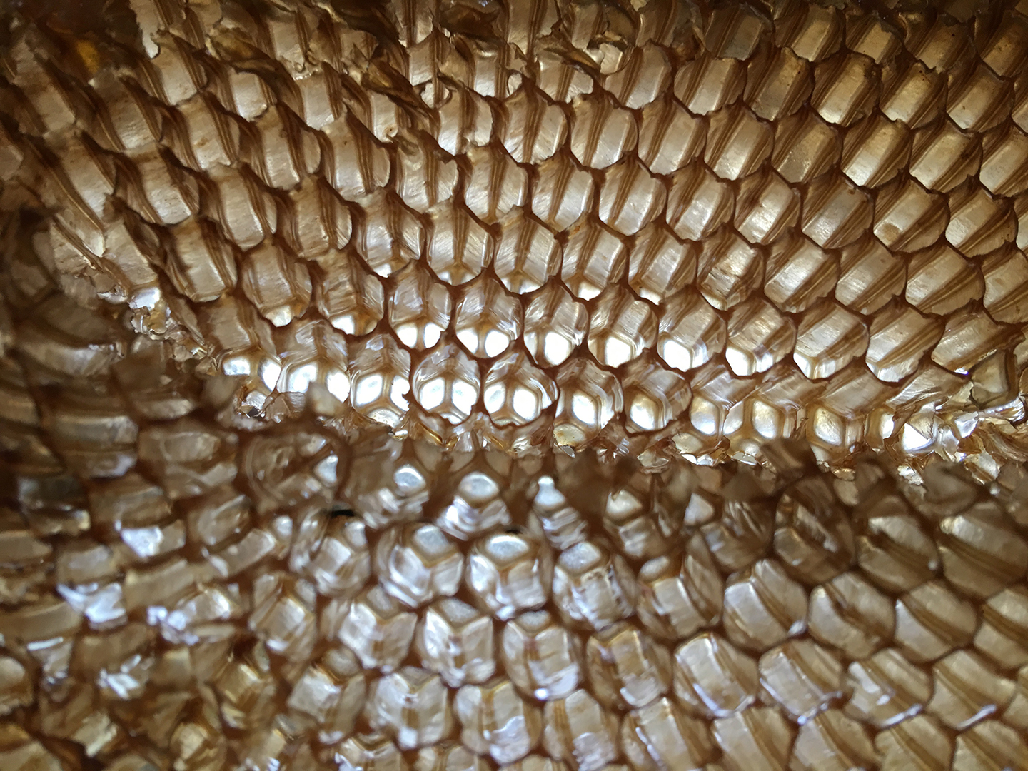  Empty honeycomb to be returned to the hive after our honey harvest.
