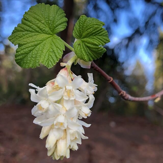 Spring 🌤🌸🌱 💚🐝🐣🌱🌿☘️🍀💚✨
.
.
.
#truewild #truewildbotanics #ribes #pnw #pnwonderland #pnwlife #greenbeauty #cleanbeauty #ecobeauty #naturalbeauty #slowbeauty #handmade #plantpower #flowerpower #ourinspiration