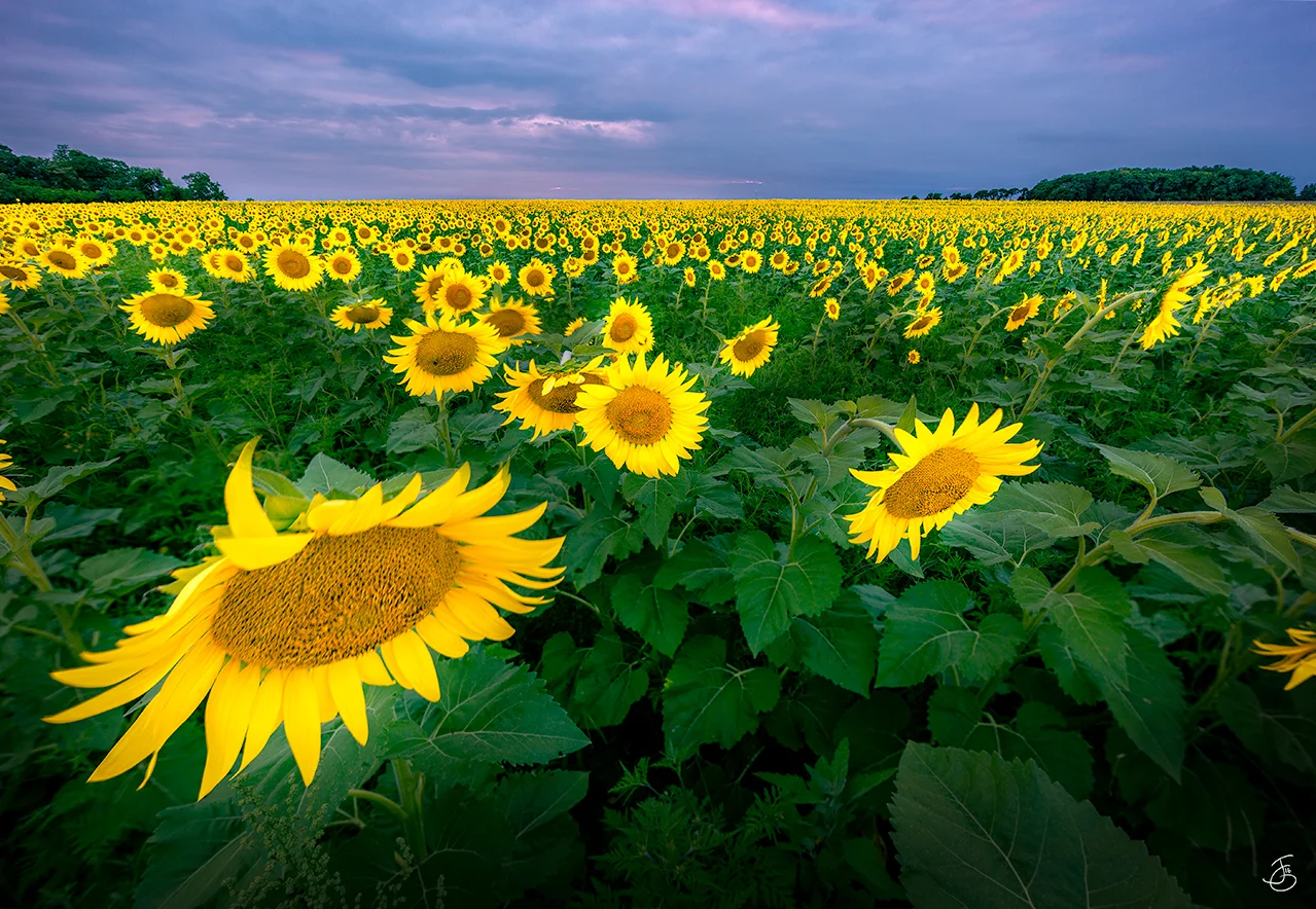 Sunflowers in Summer