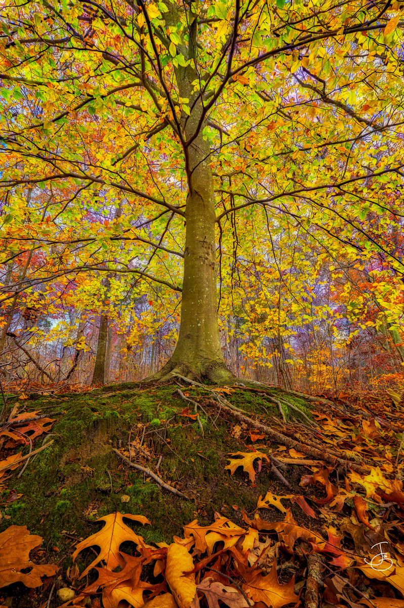 The Giving Tree