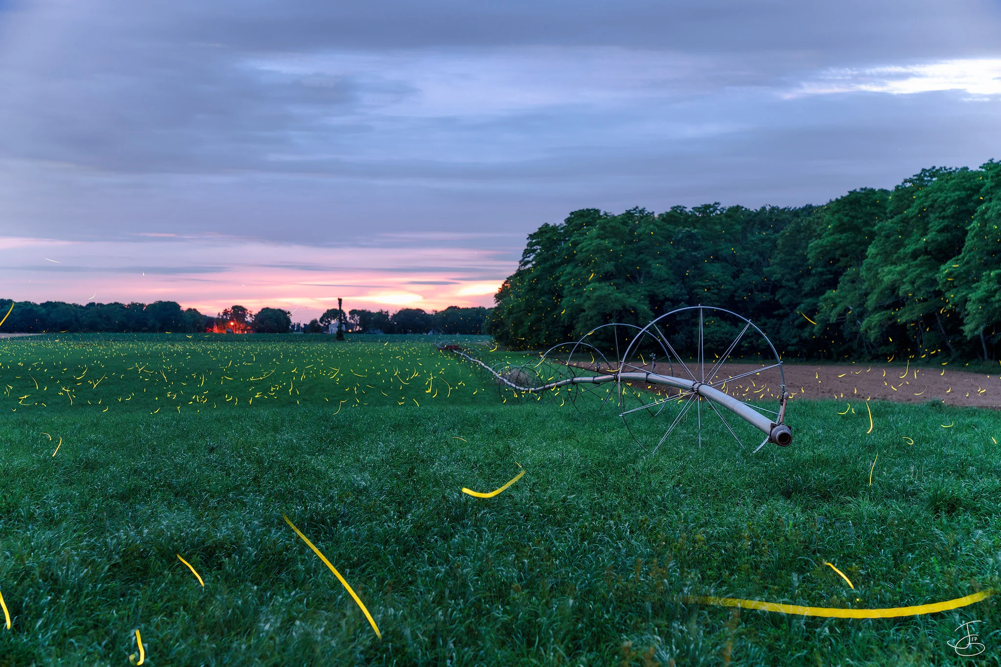Firefly-Field.jpg