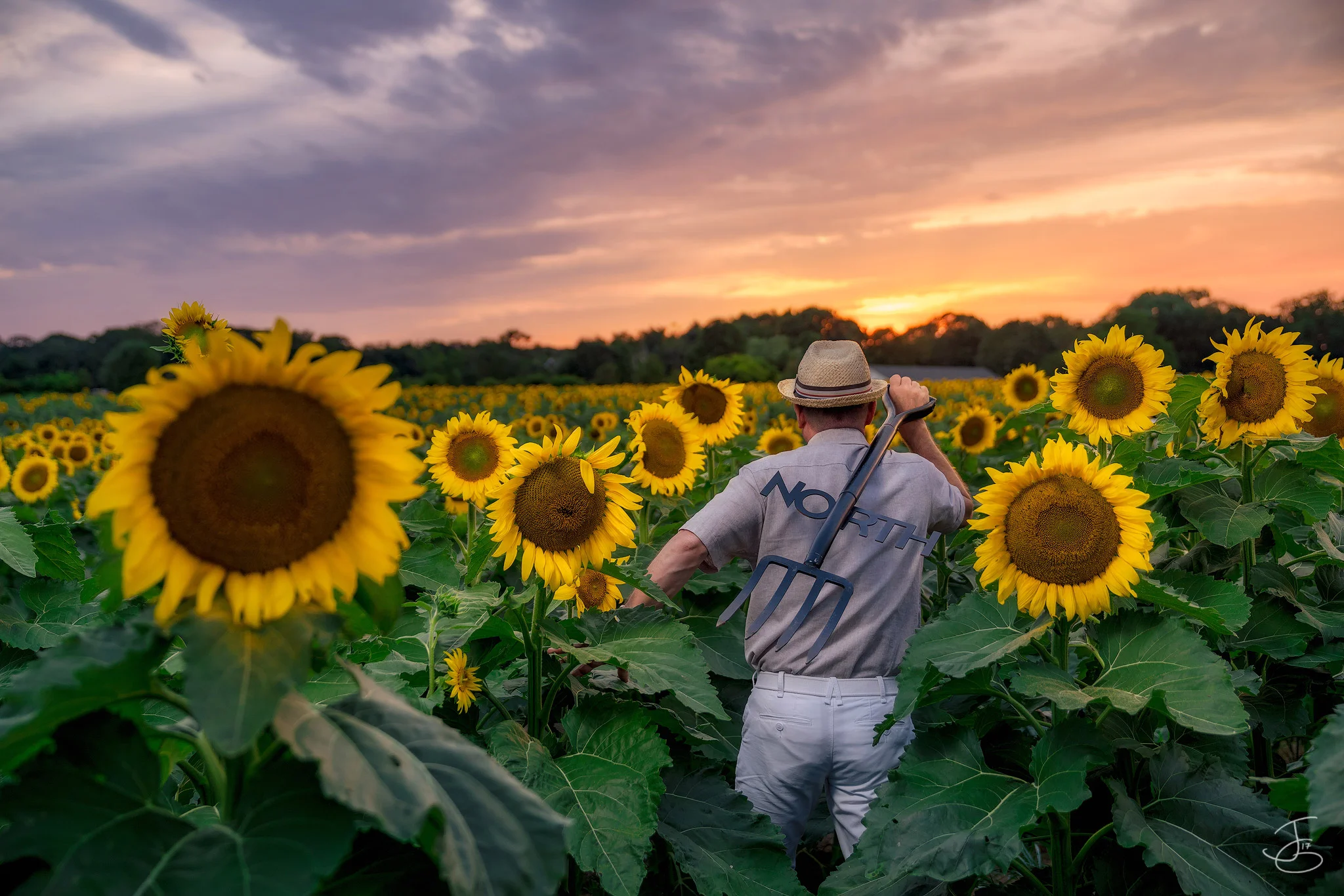 Jerry-Sunflowers-1.jpg