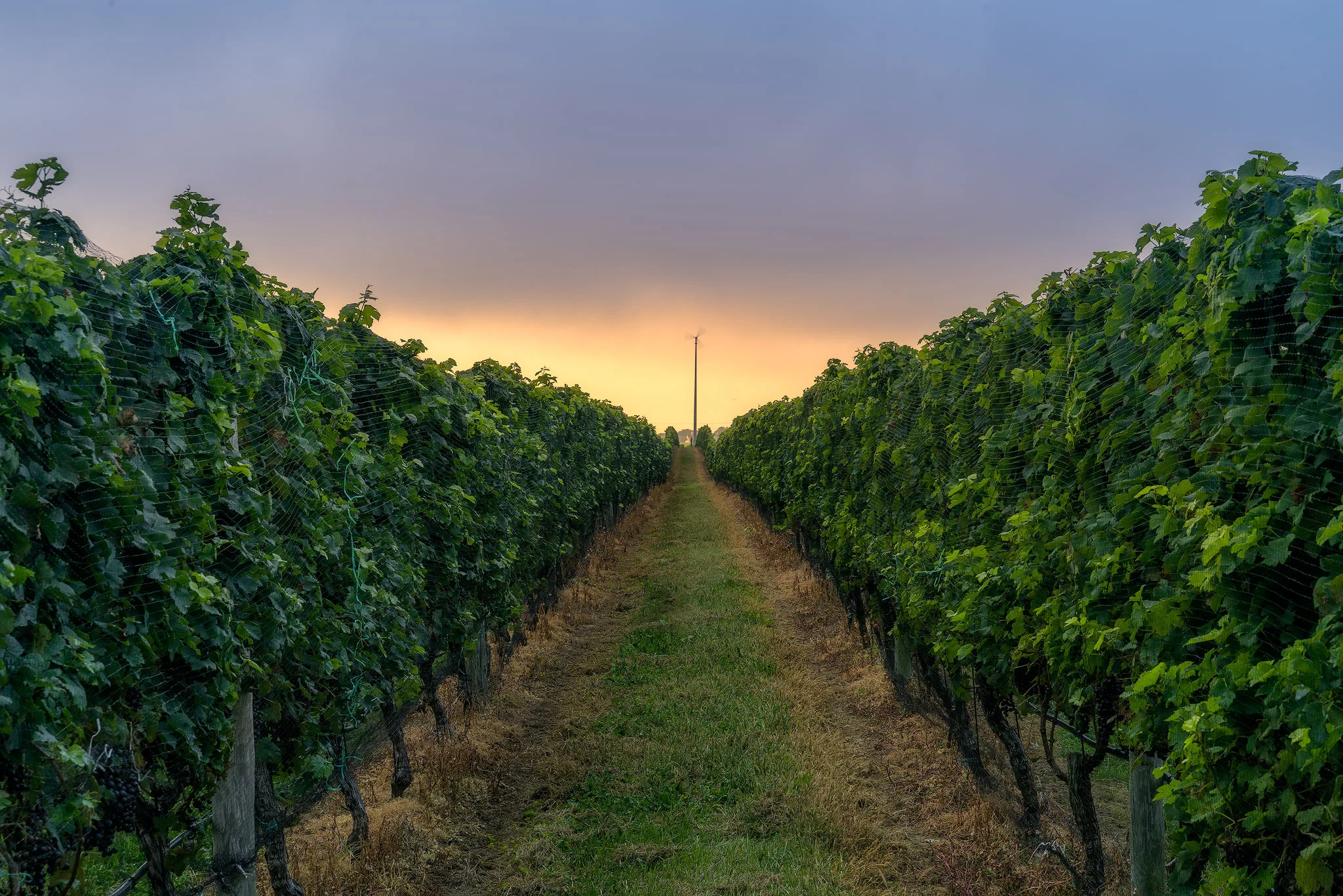 Vineyard View 3