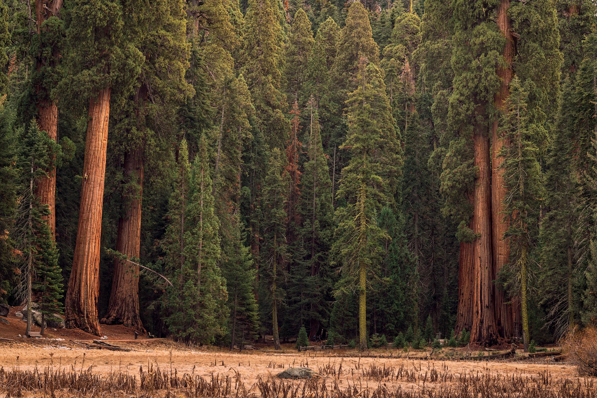 Sequoia-Grove-copy.jpg
