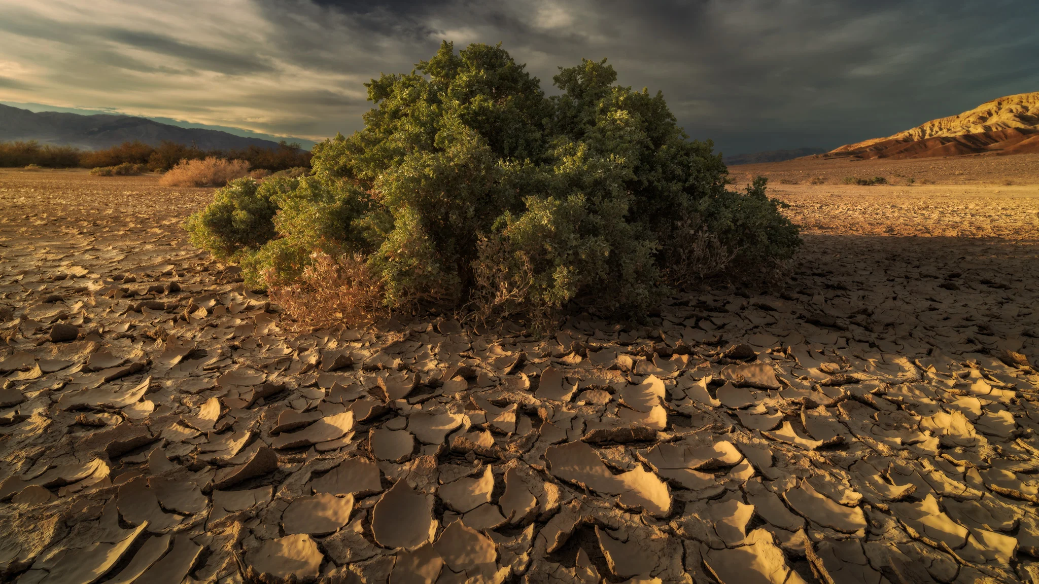 Life-Between-the-Cracks---Death-Valley.jpg
