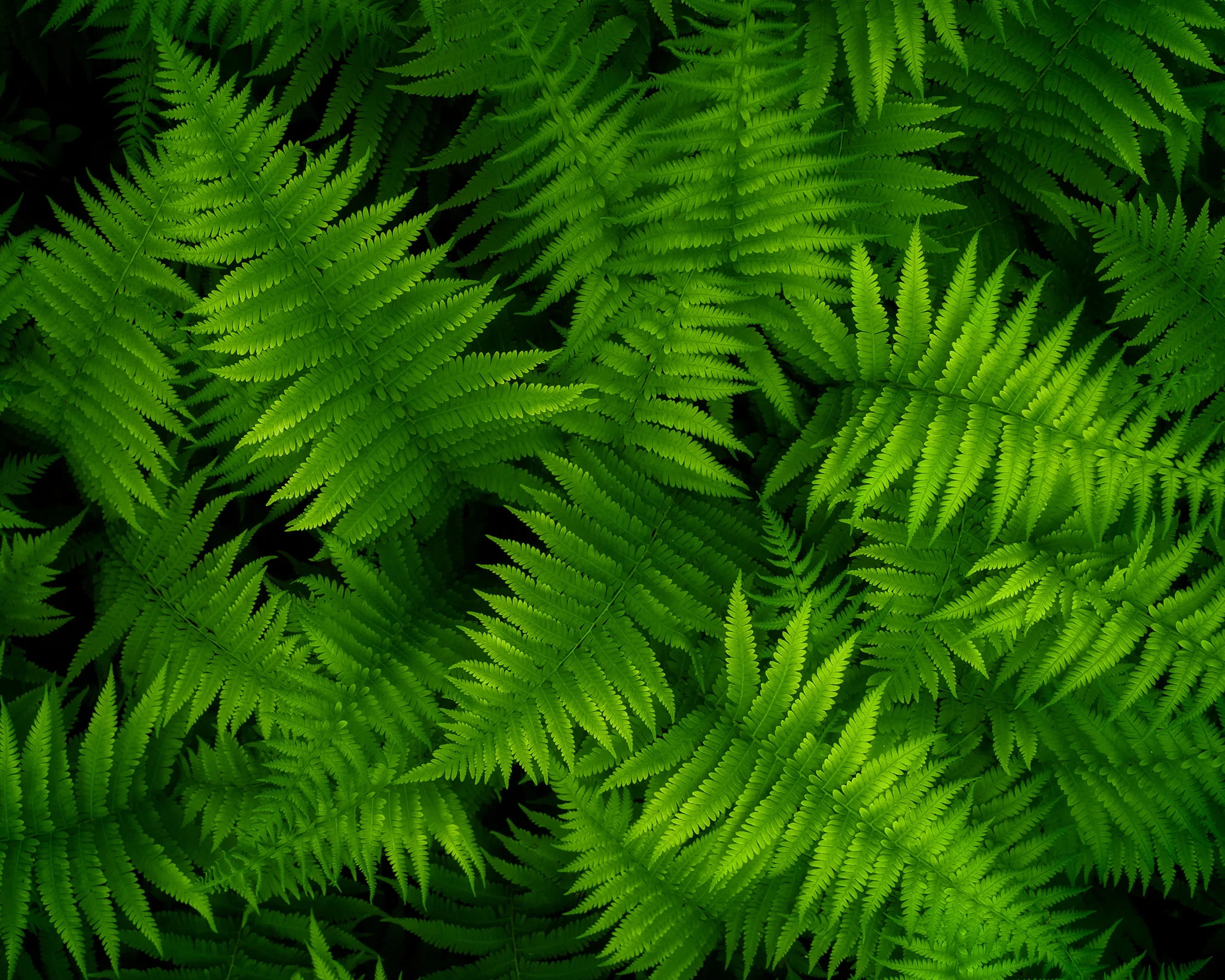 Ferns-of-the-North-Fork.jpg