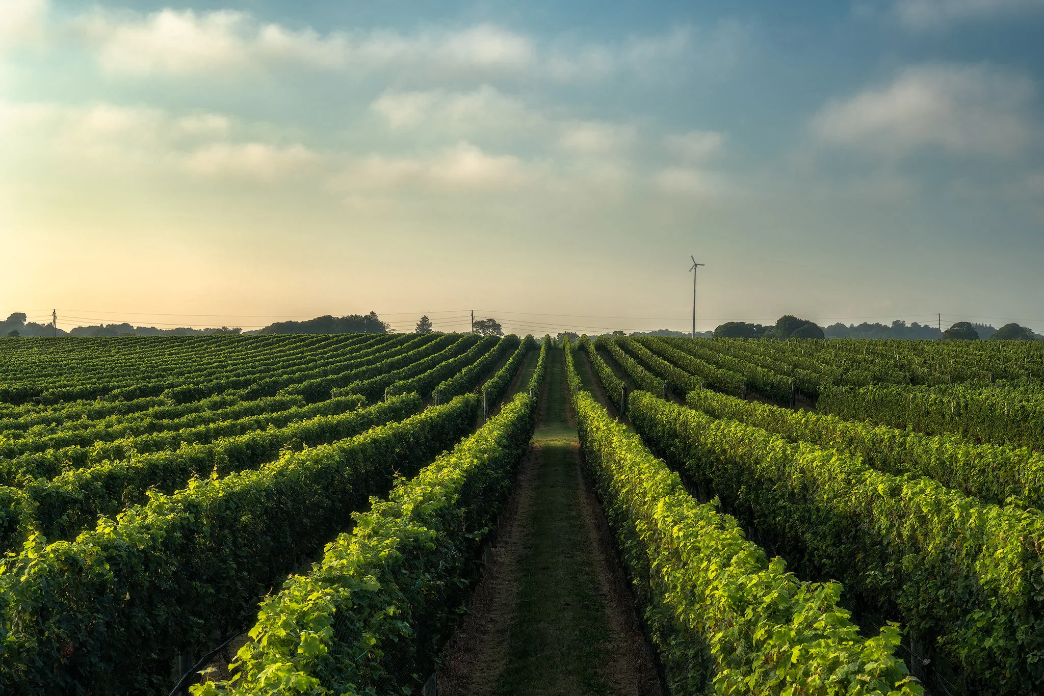 Vineyard View