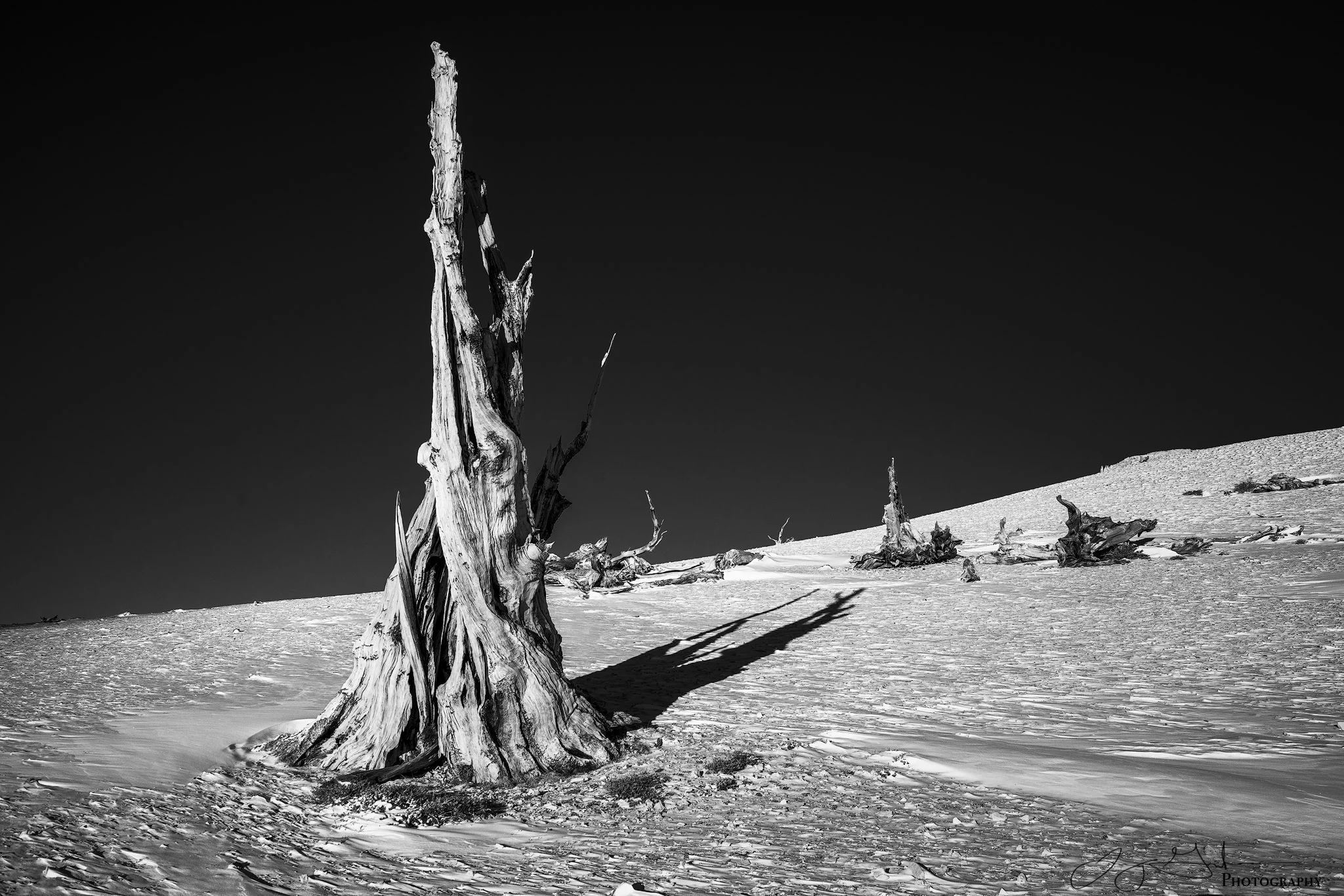 Bristlecone-Pine-BW.jpg