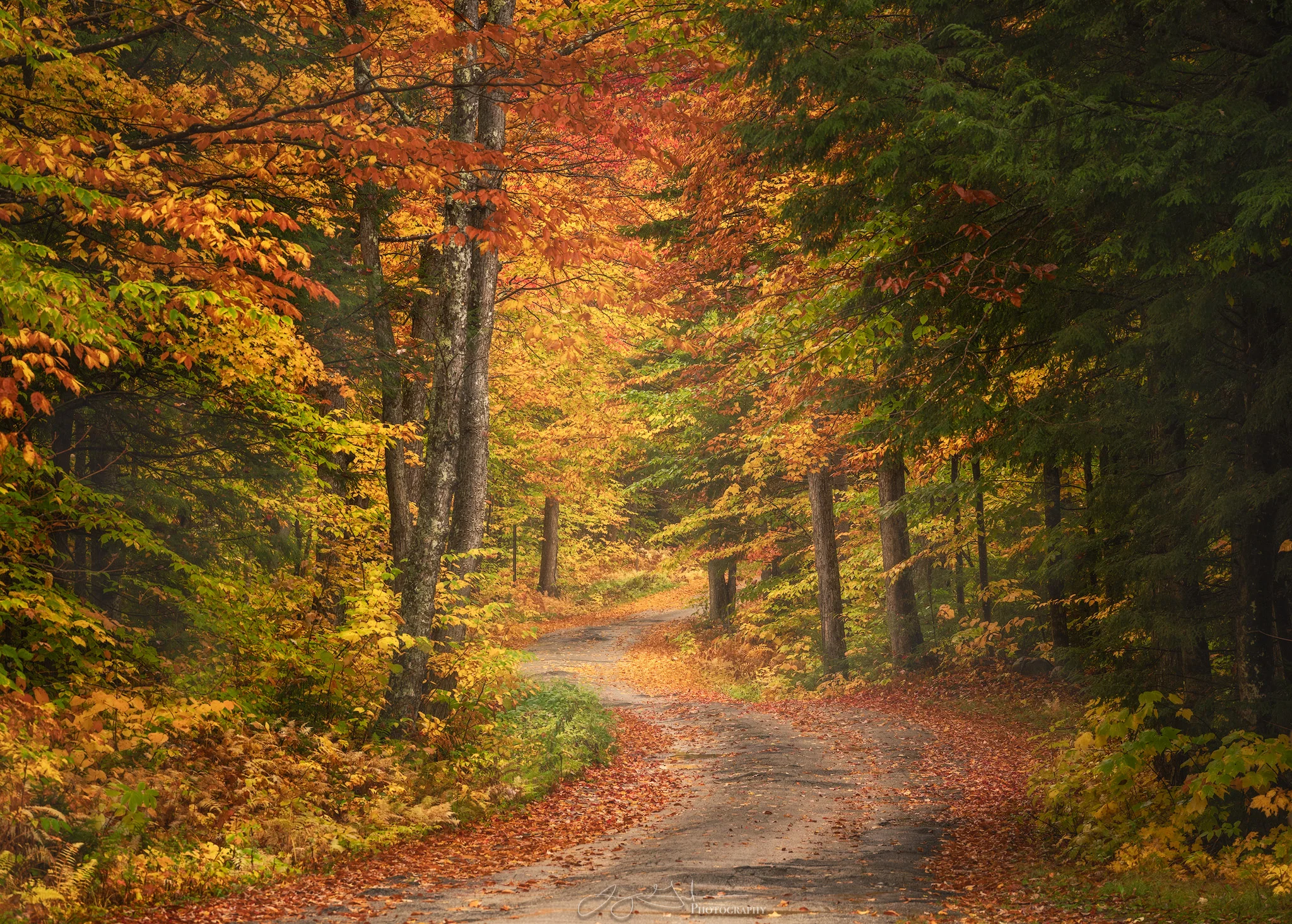 White-Mountains---Color-of-the-Woods-copy.jpg