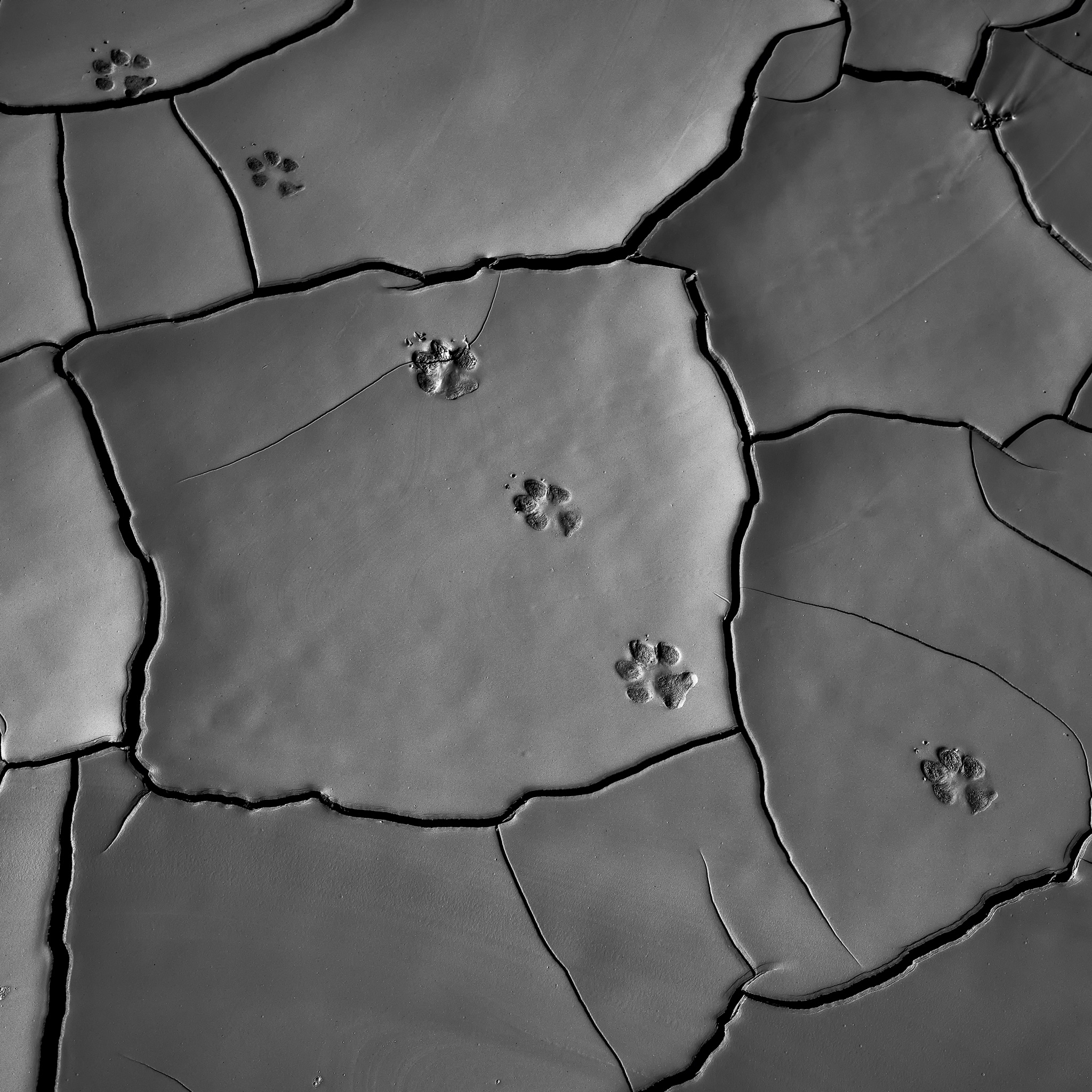 Badwater-Paw-Print-Mud-Cracks.jpg