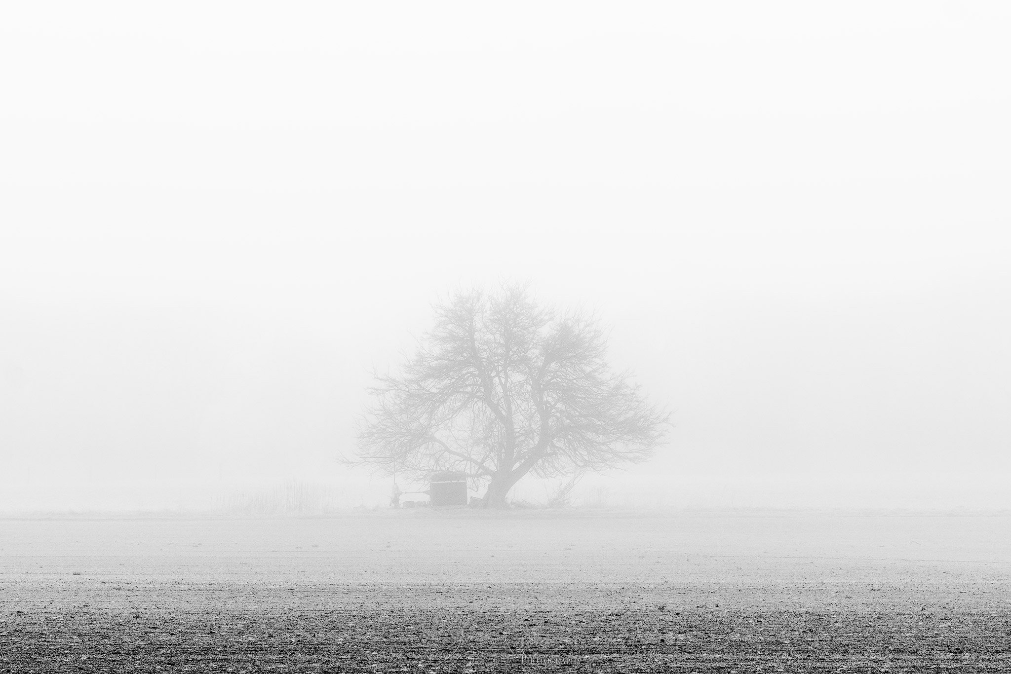 Pump-Tree-in-Fog-sharpened.jpg