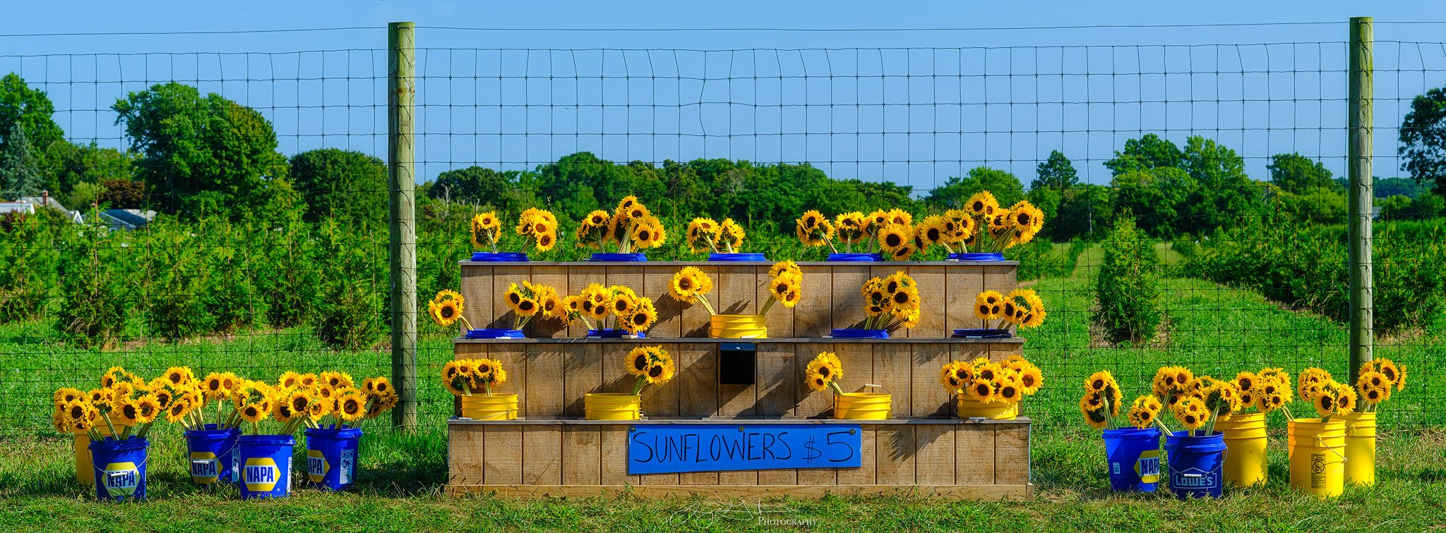Sunflowers-$5-copy.jpg