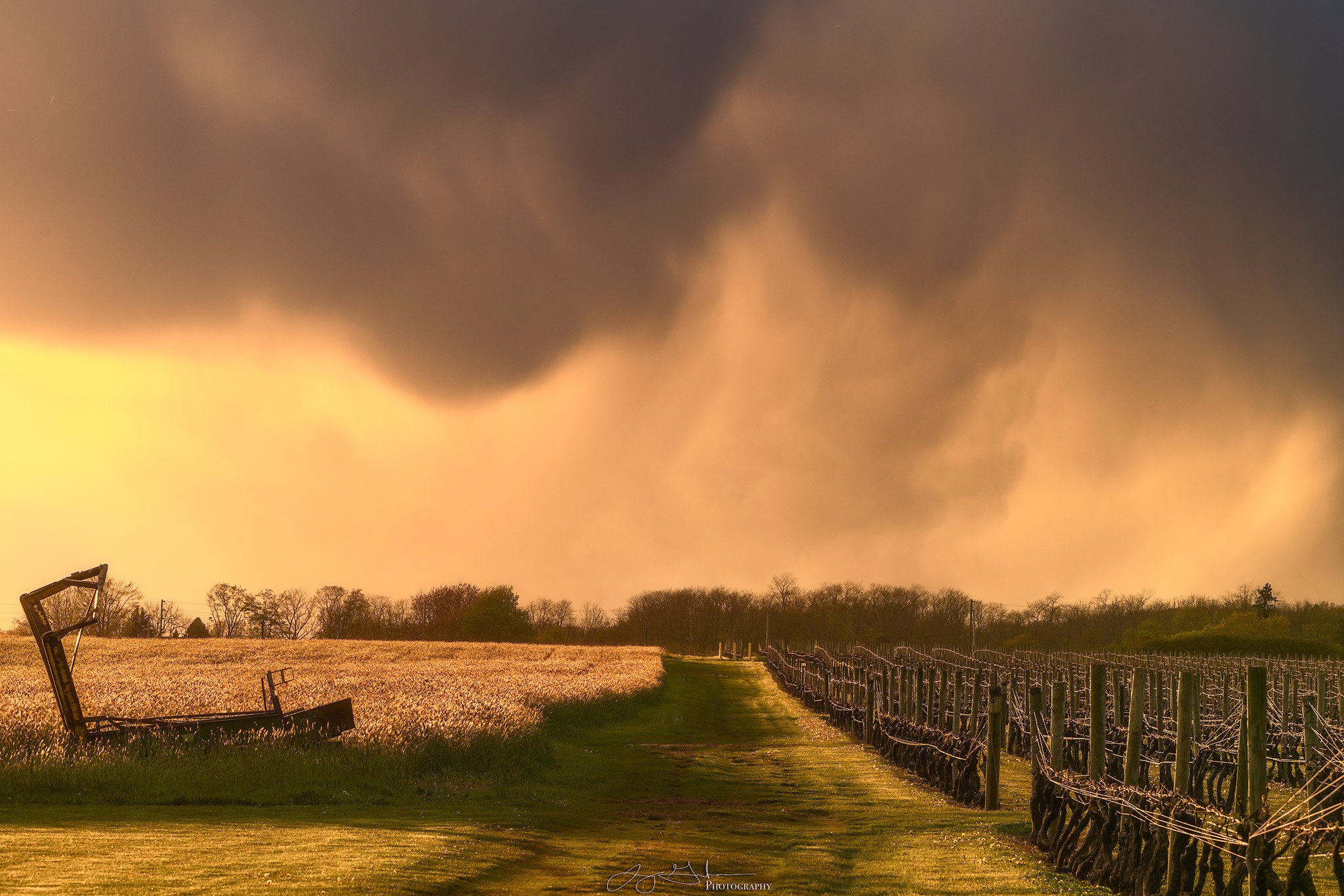 Fields-of-Gold-copy.jpg