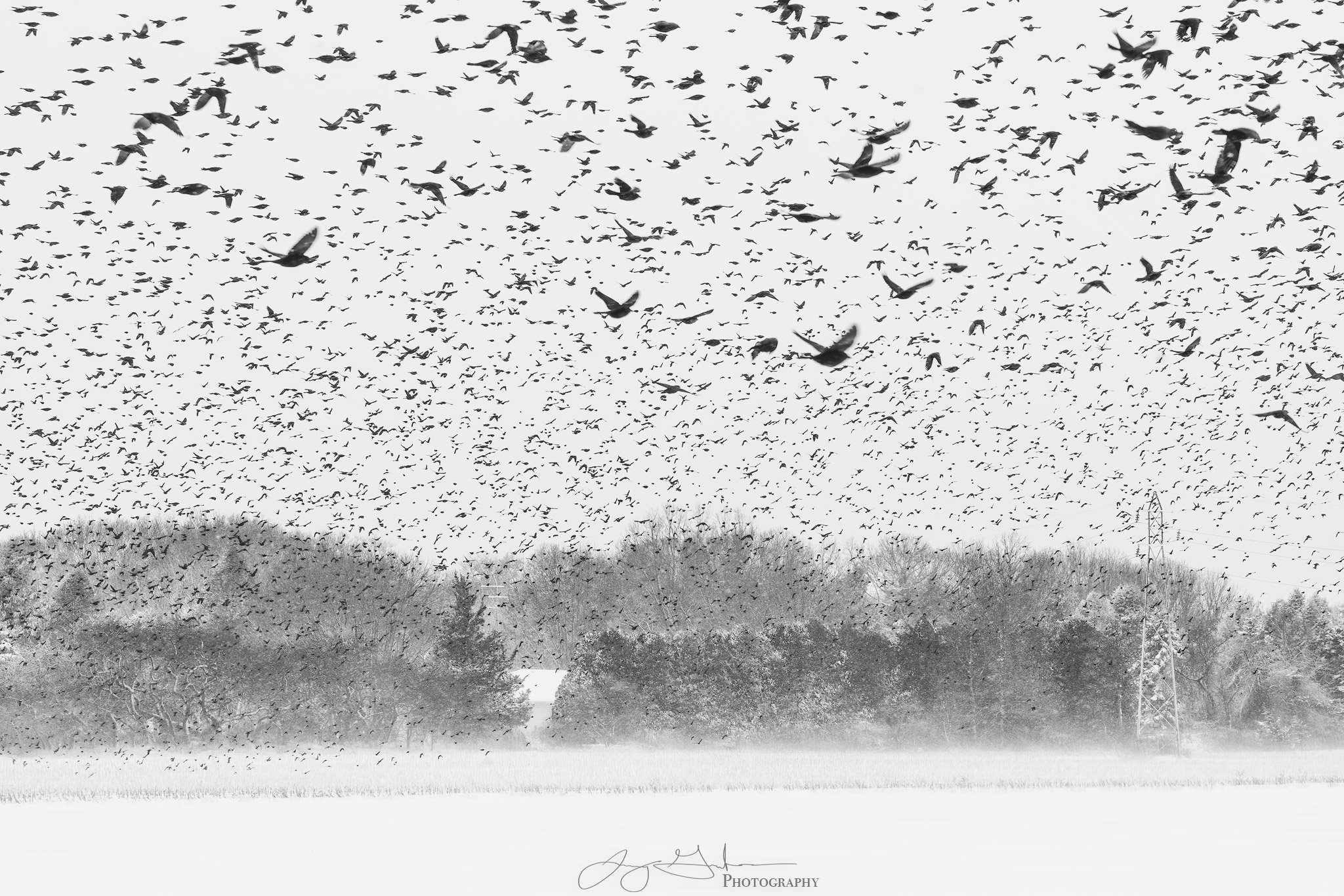 Winter-Starlings-copy.jpg