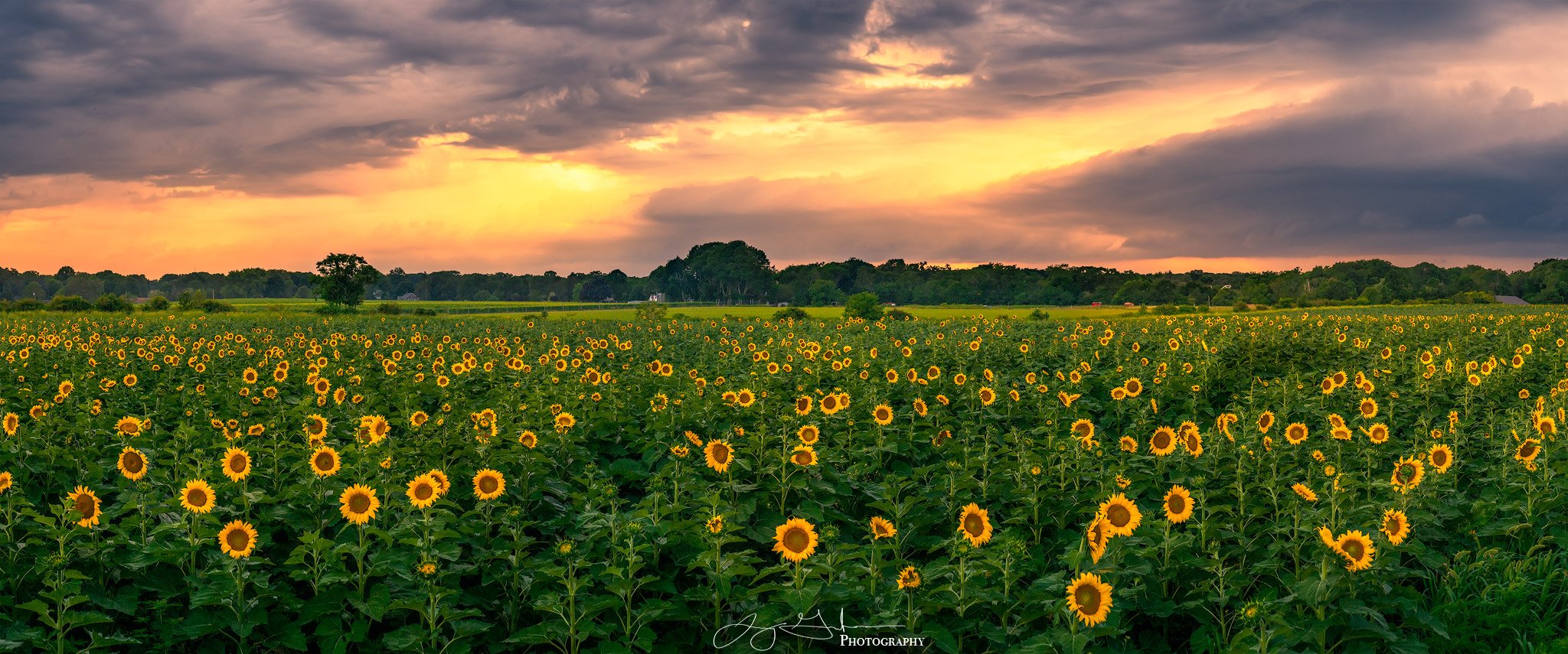 Sunflower-Pano.jpg