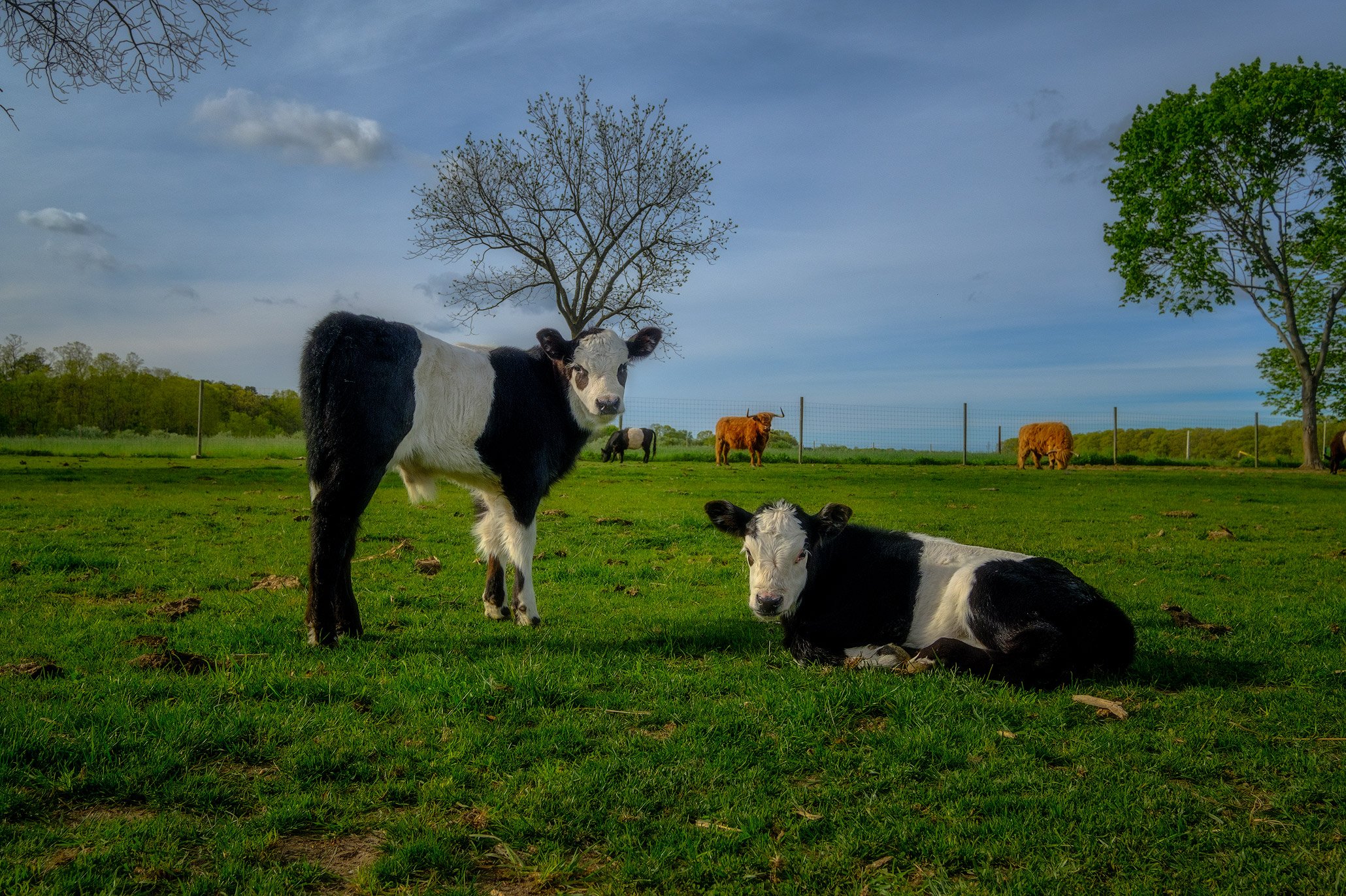 Cows-on-Grass.jpg