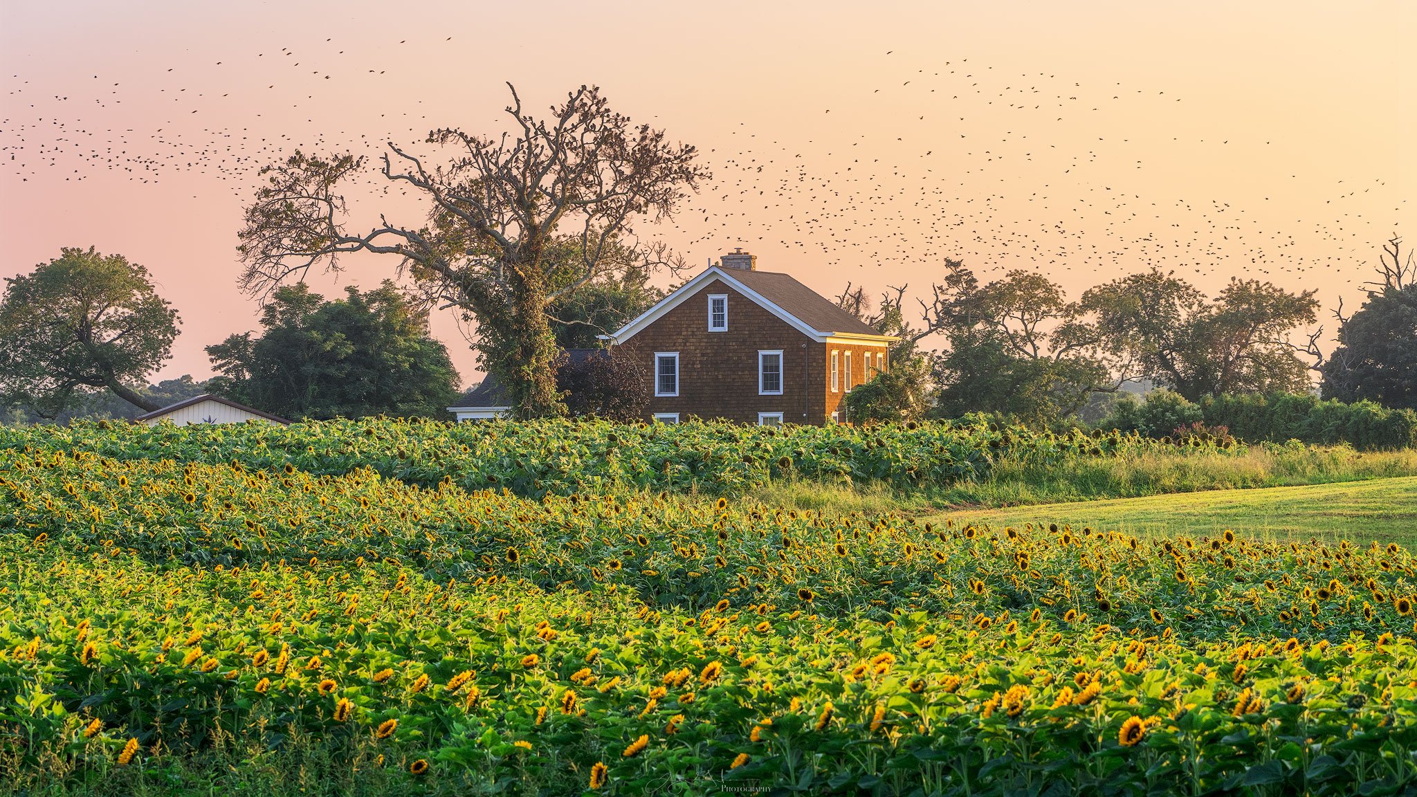 Sunflower-Farm-House-with-Starlings-copy.jpg