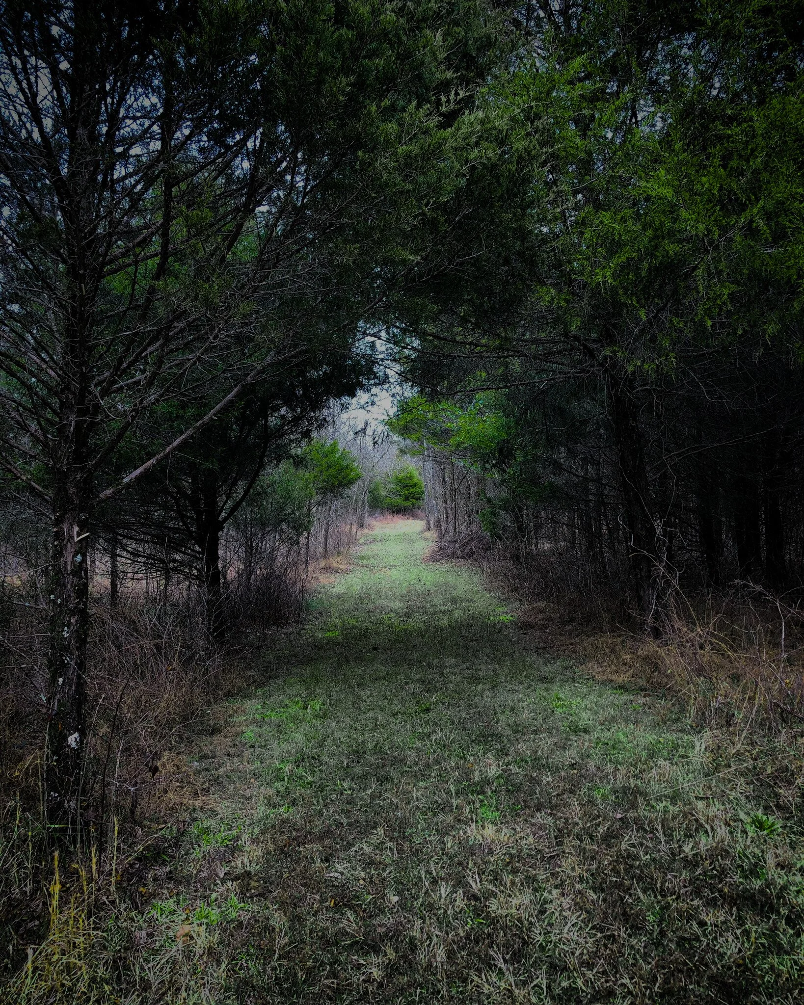 a mowed path in the woods with grass and a tree canopy in early spring