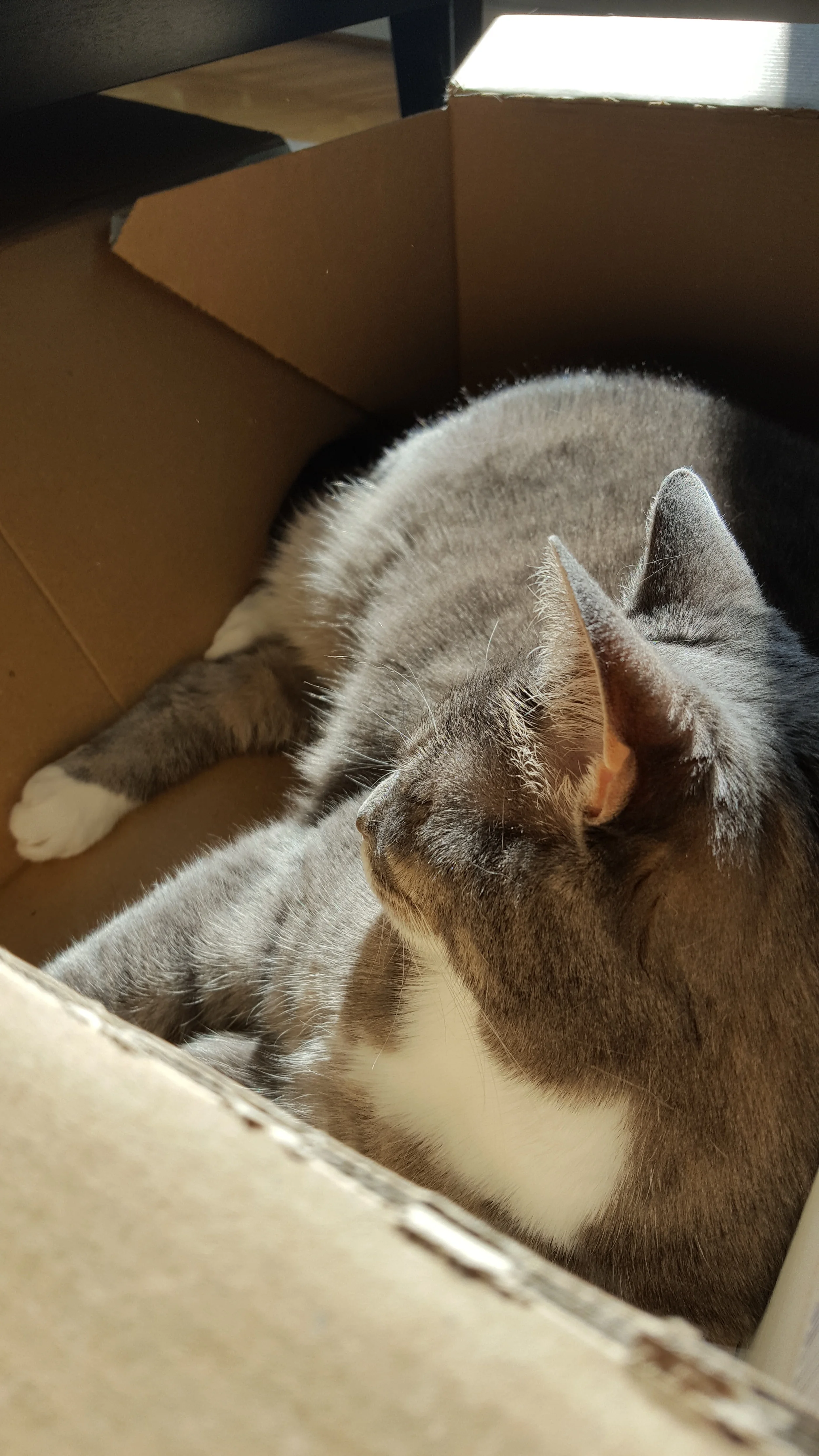 Obligatory shot of our cat 'Shiva'