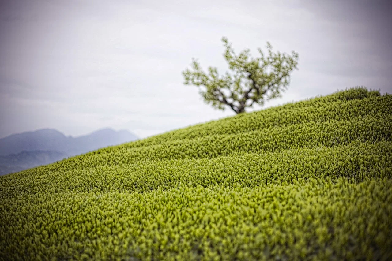 Japan_1067.JPG