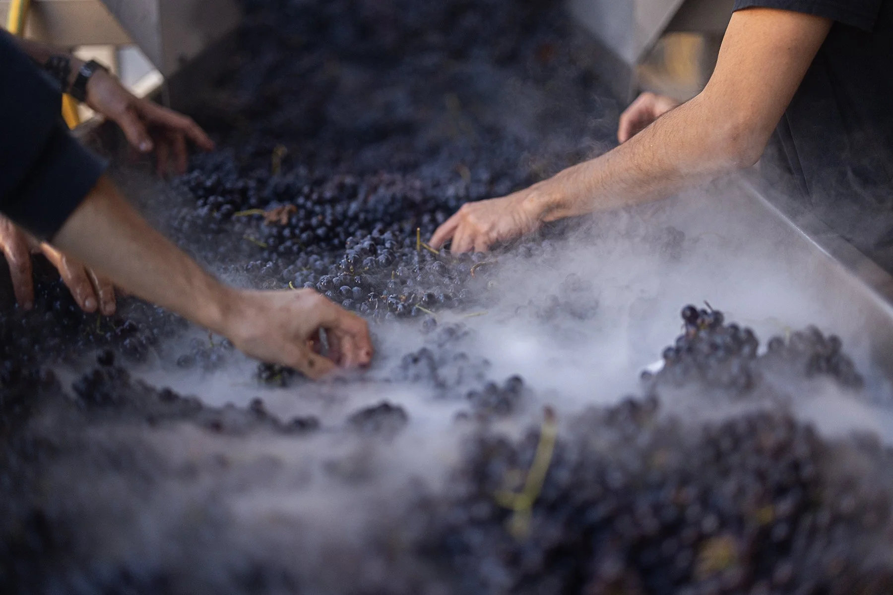 Enrico Serafino_0010 copy.jpg