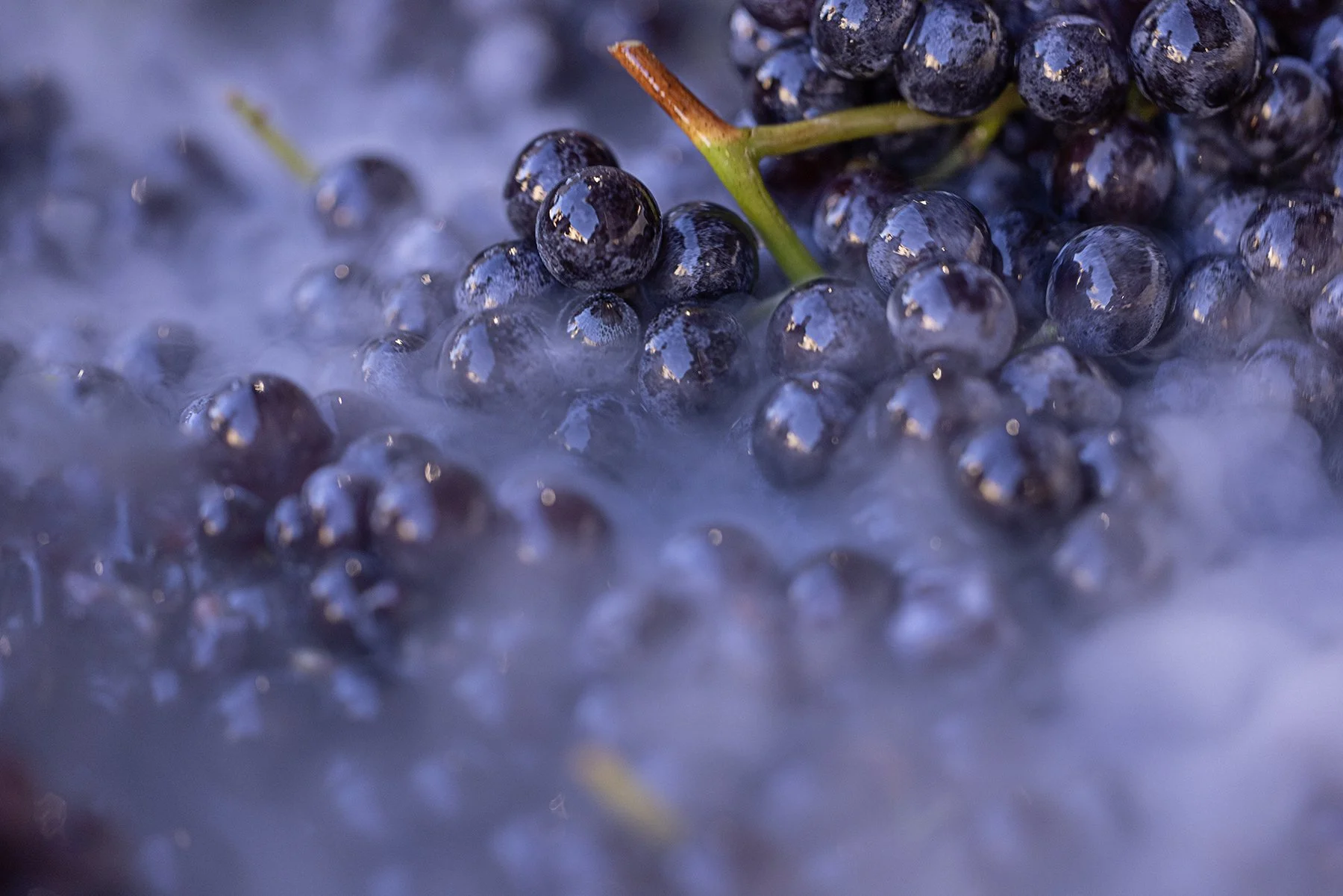 Enrico Serafino_0104 copy.jpg