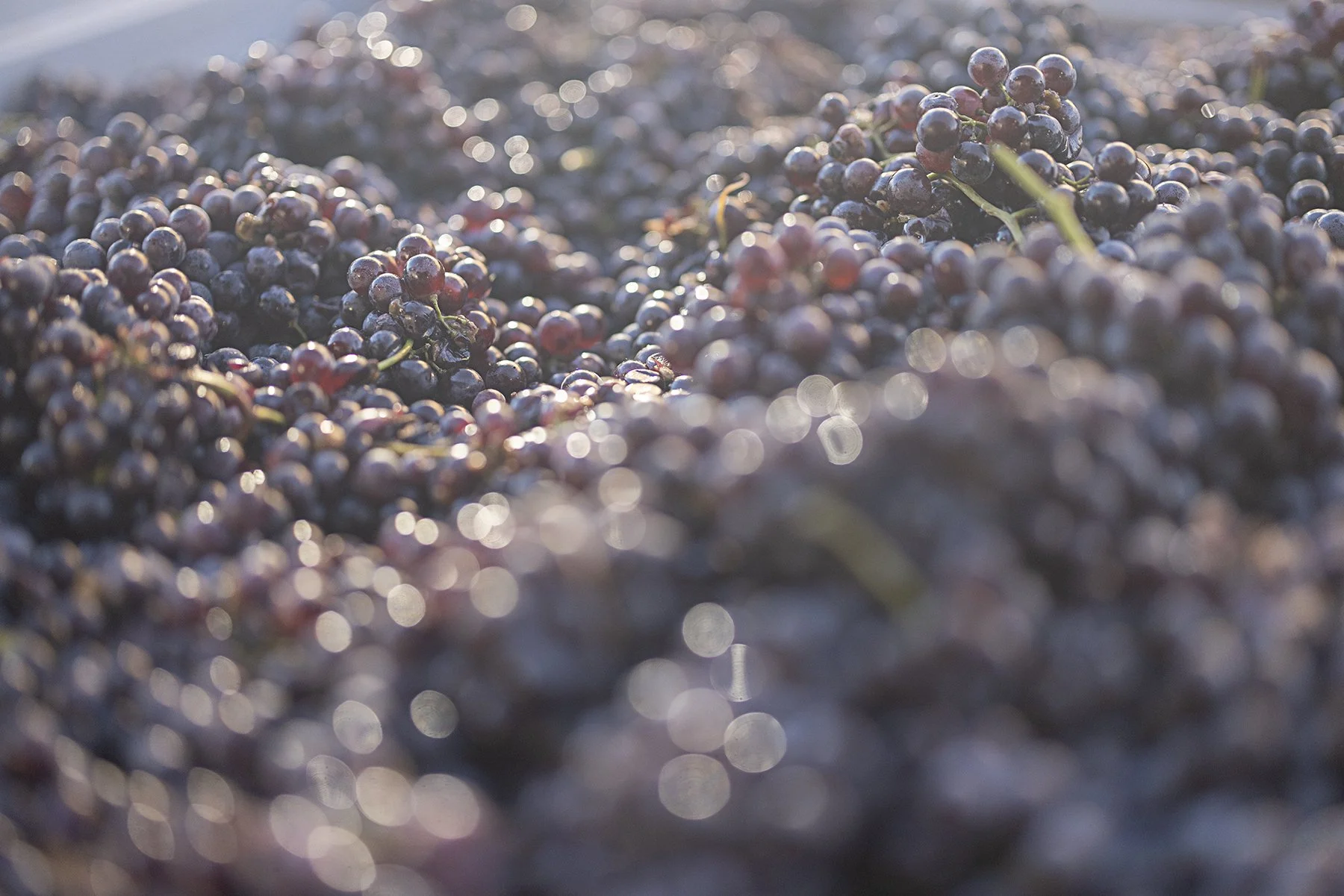 Enrico Serafino_0227 copy.jpg