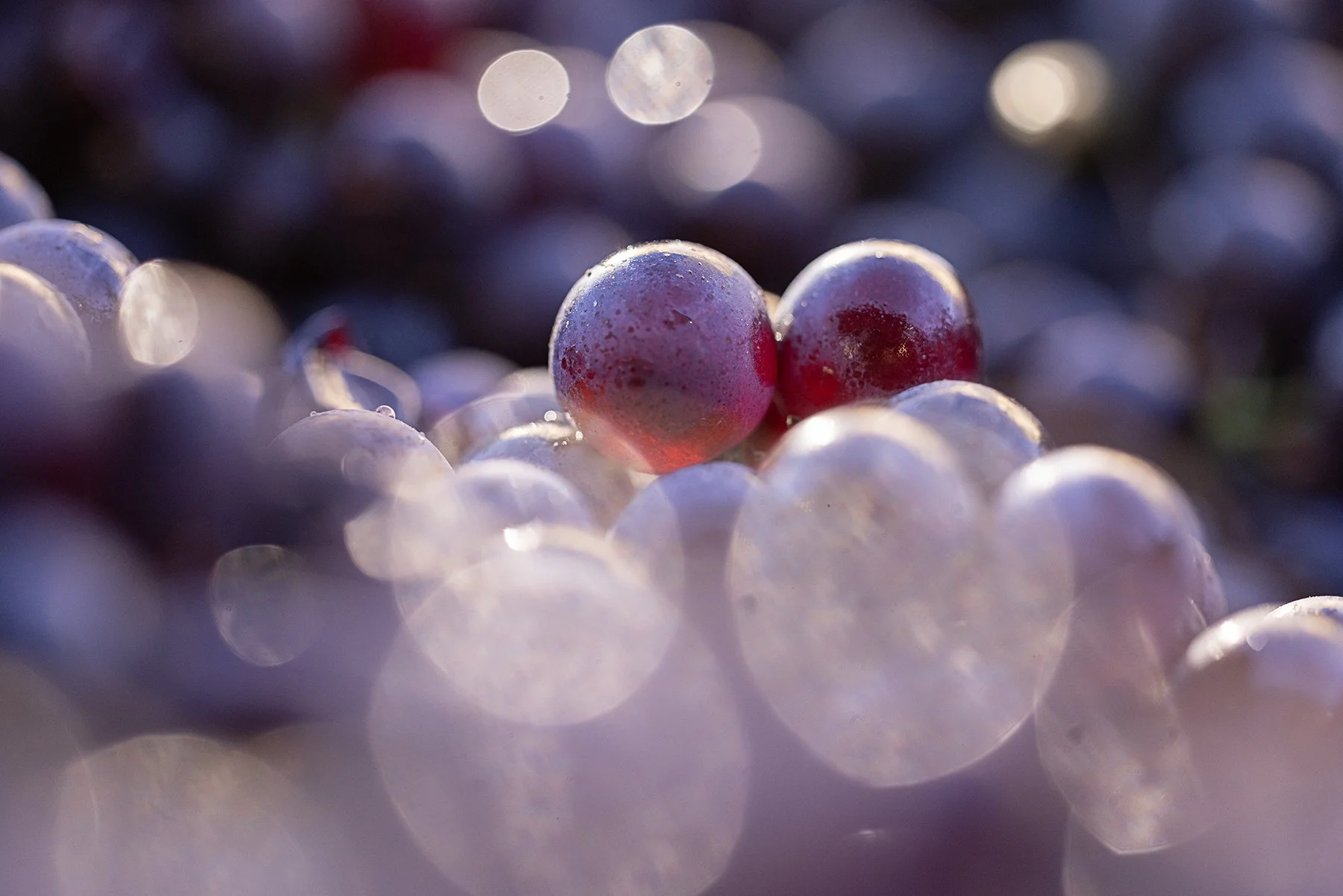 Enrico Serafino_0238 copy.jpg