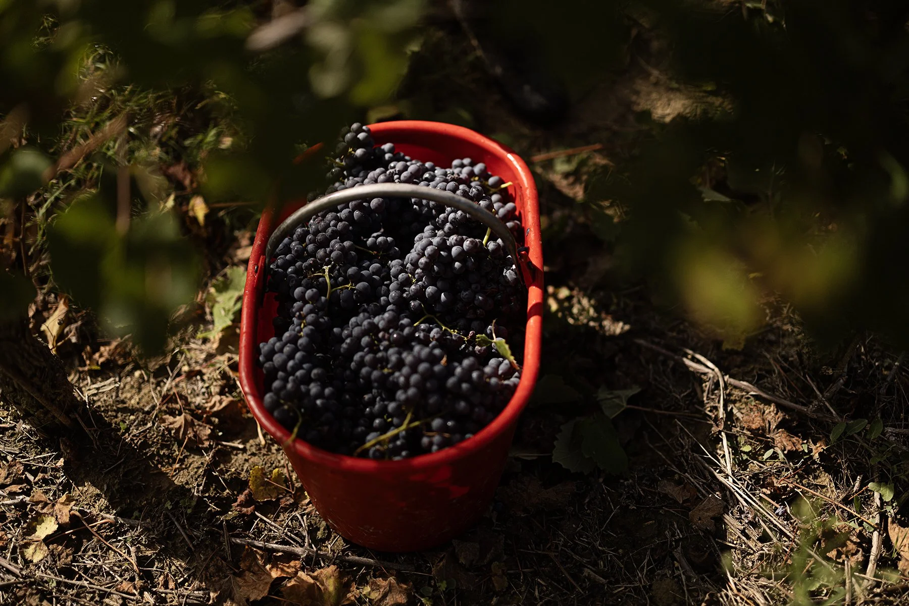 Enrico Serafino_0816 copy.jpg