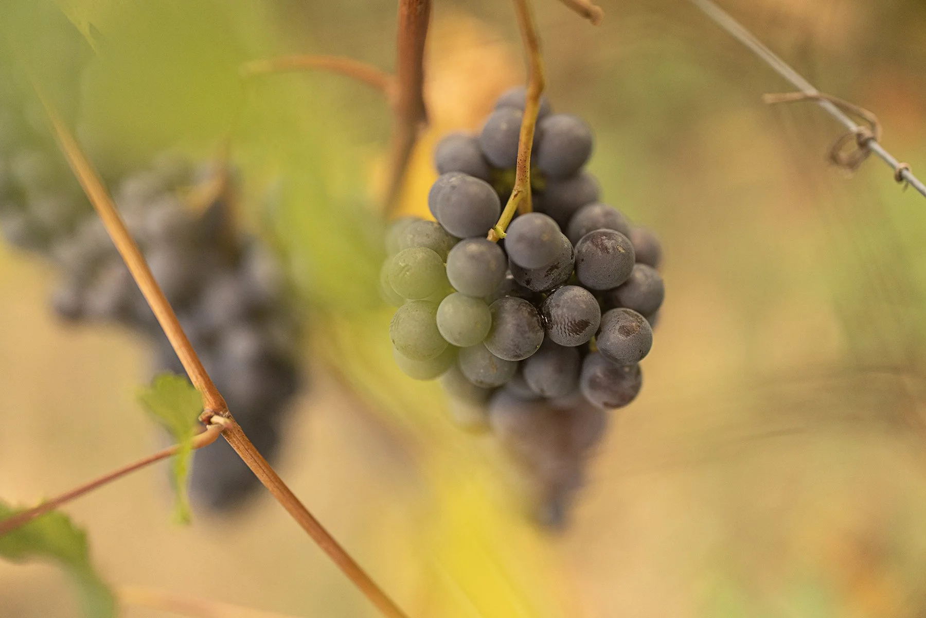 Vietti_0324 copy.jpg