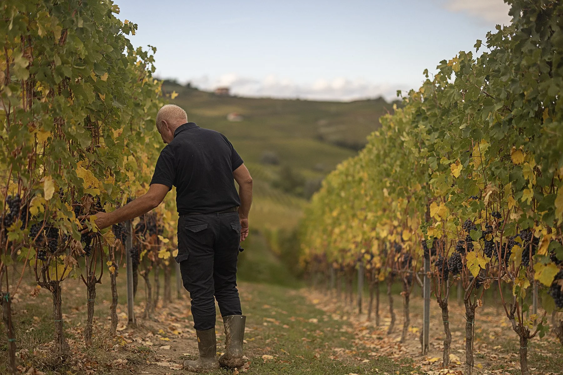 Vietti_0440 copy.jpg