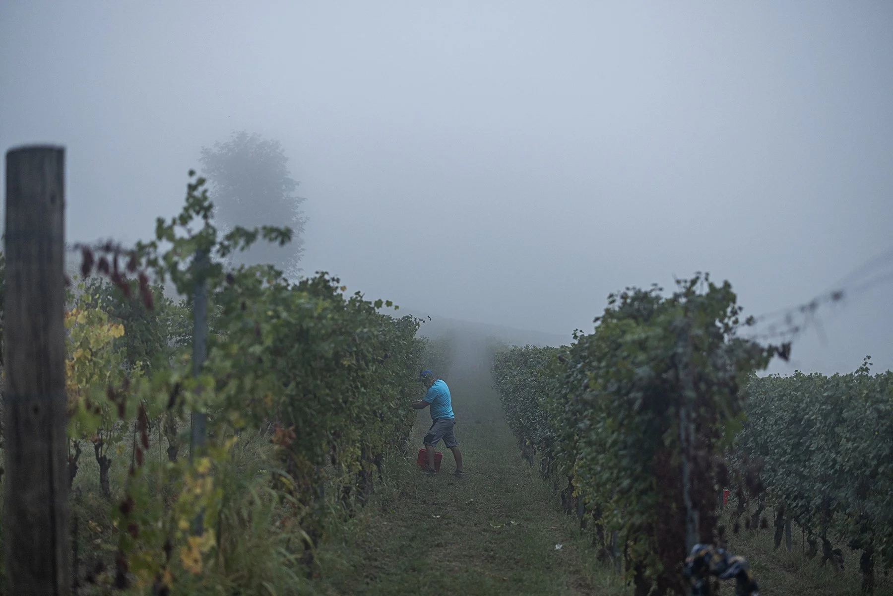 Vietti_0606 copy.jpg