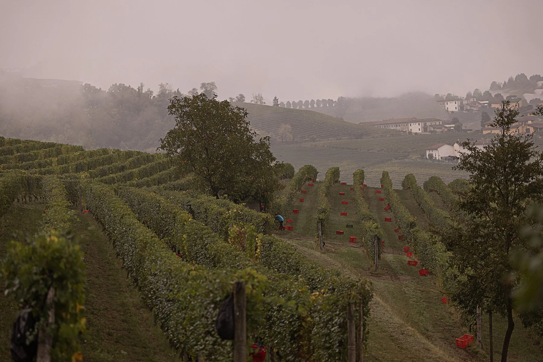 Vietti_0934 copy.jpg