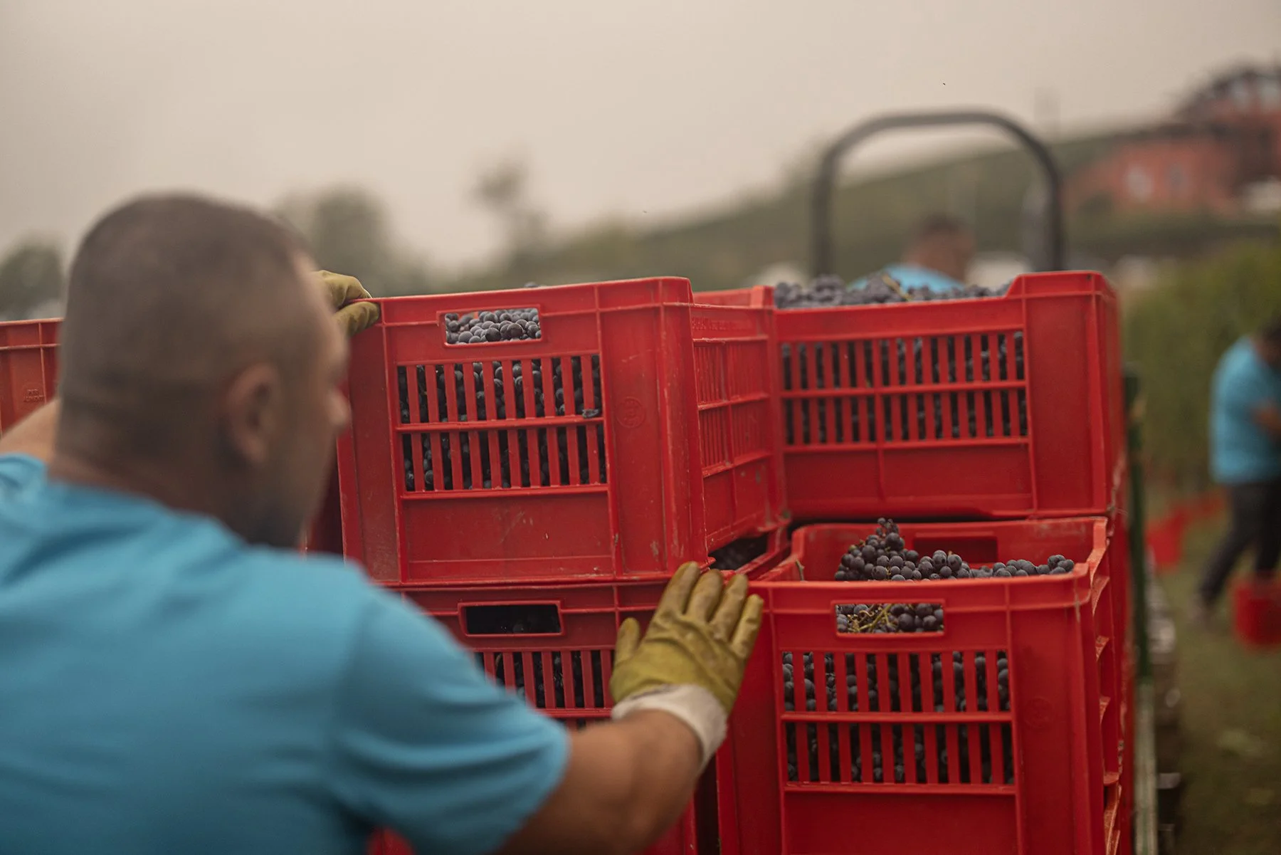 Vietti_1013 copy.jpg