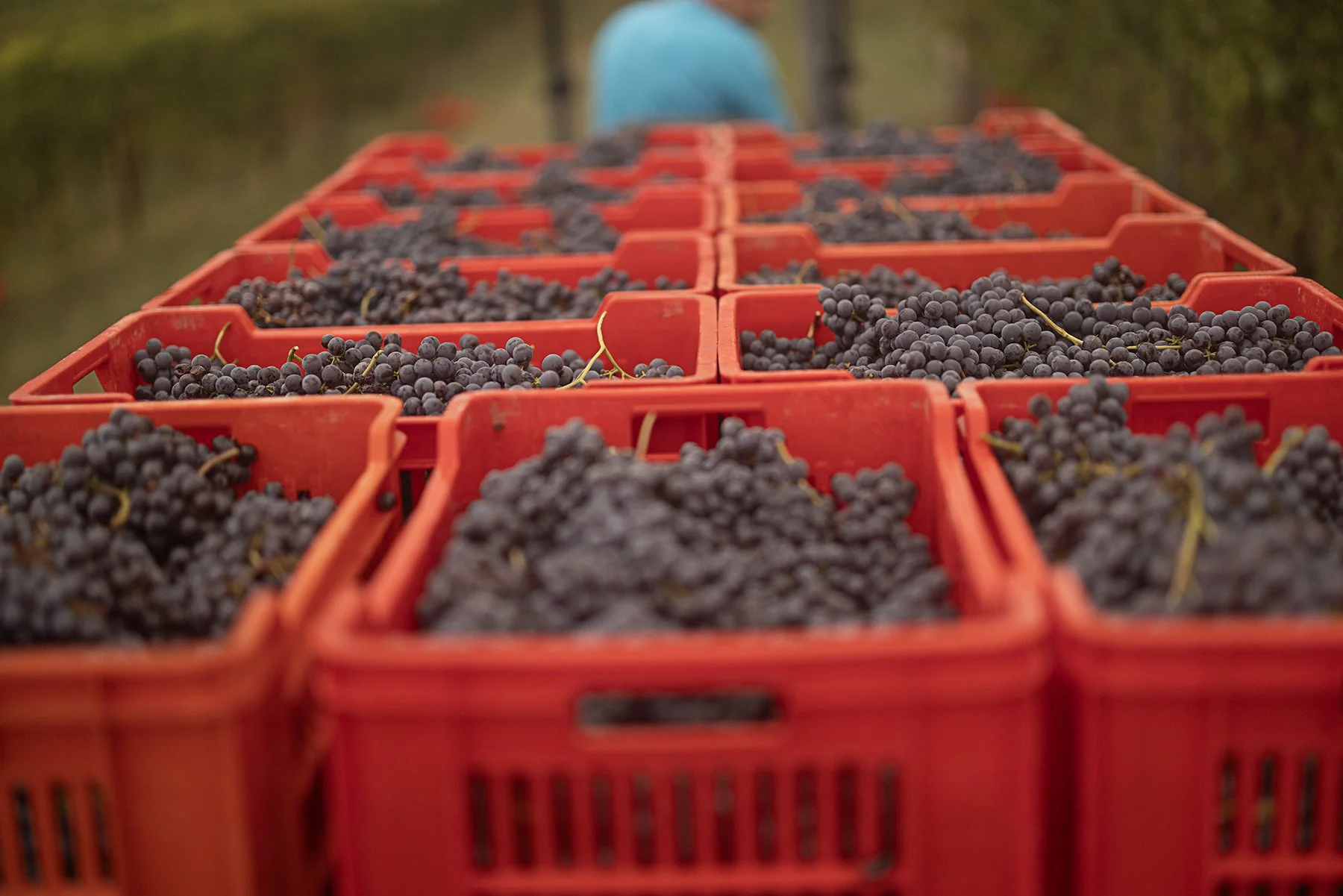 Vietti_1020 copy.jpg