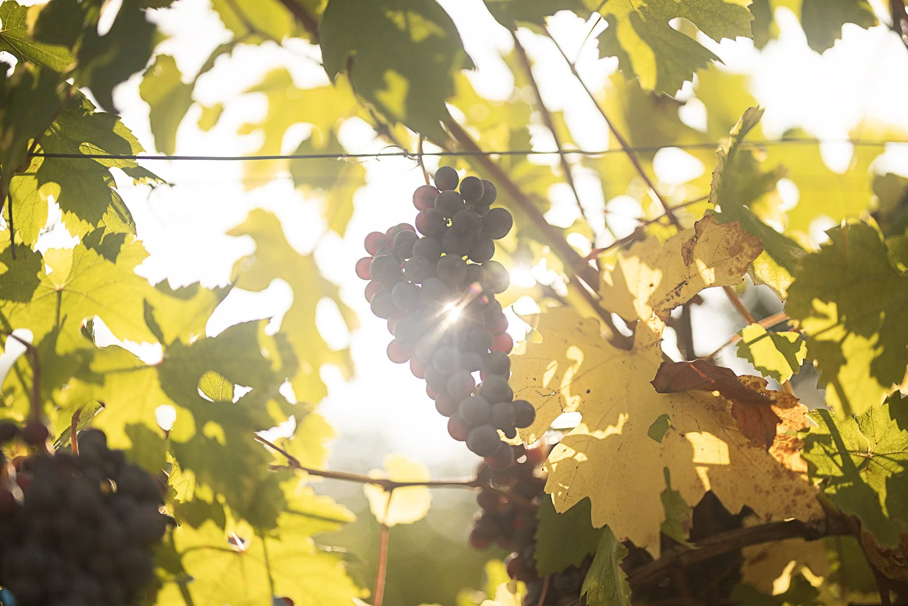 Vietti_1121 copy.jpg