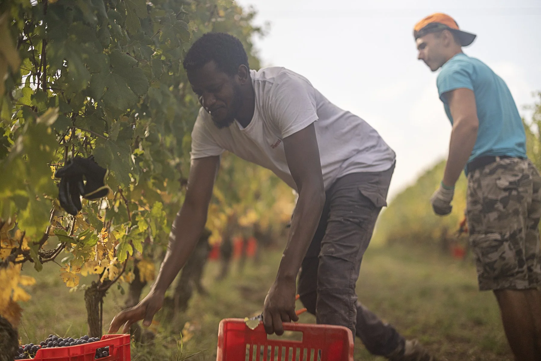 Vietti_1212 copy.jpg