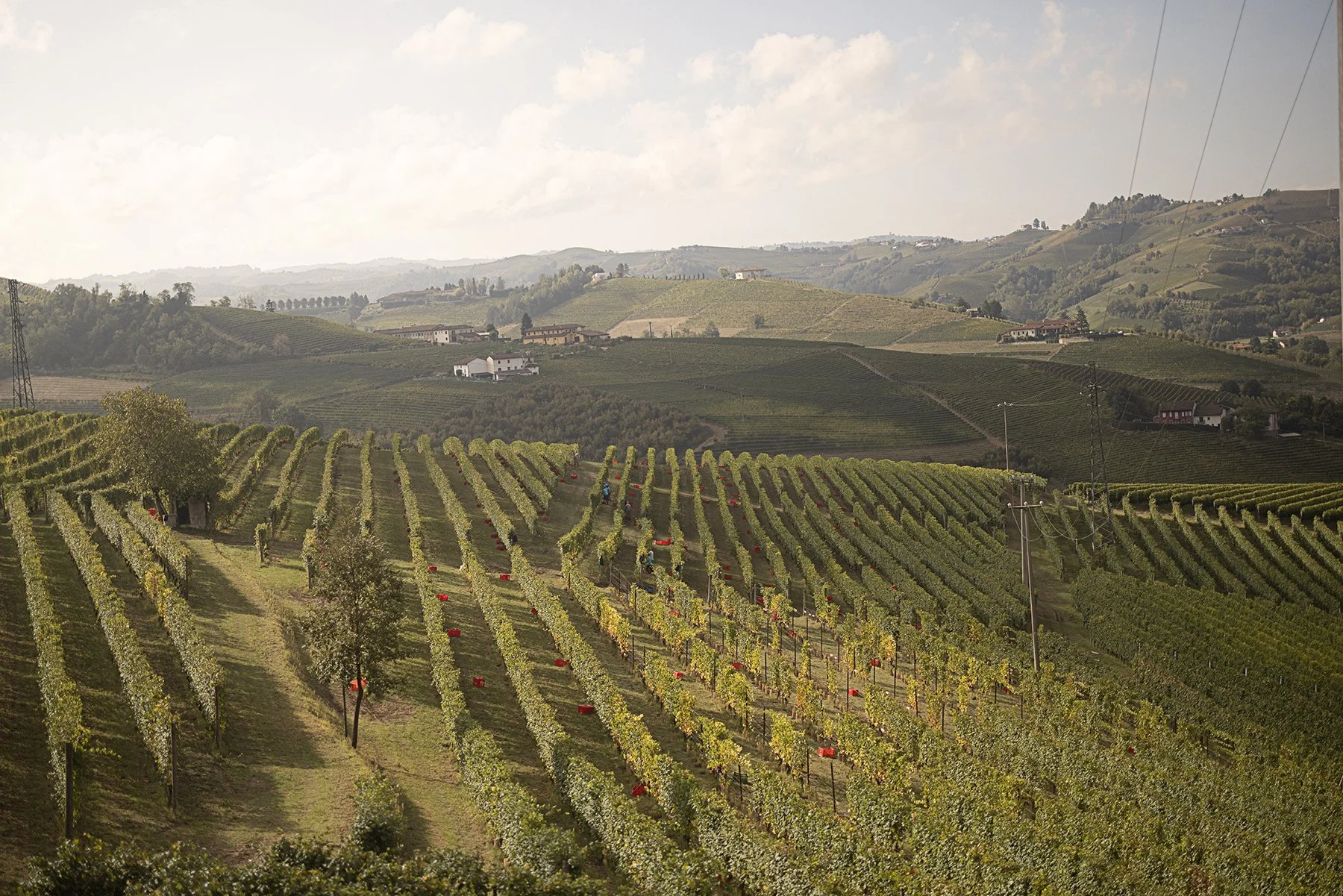 Vietti_1320 copy.jpg