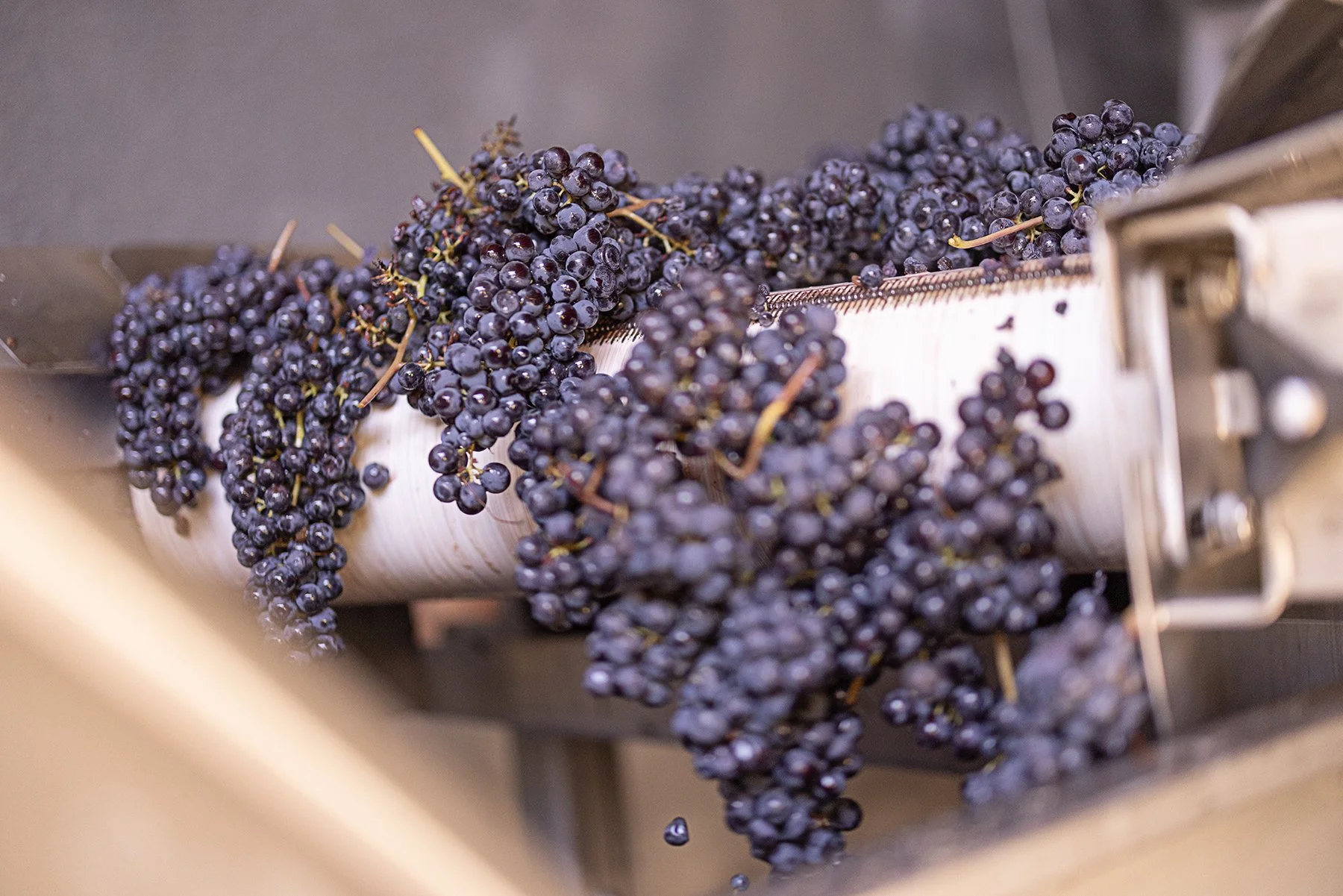 Vietti_1907 copy.jpg